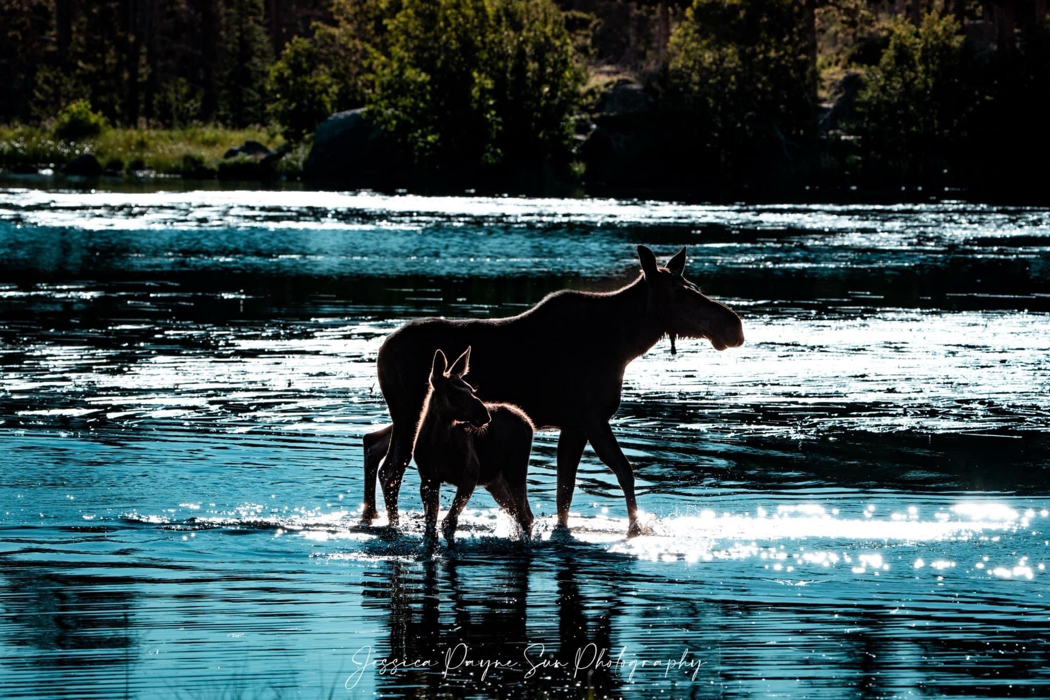 Majestic Moose Sightings