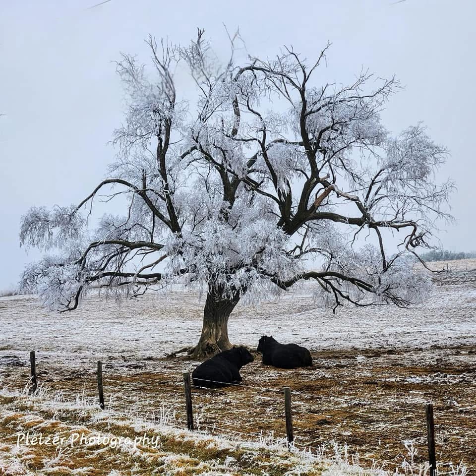 Moo-tastic Moments: The Life of Cows