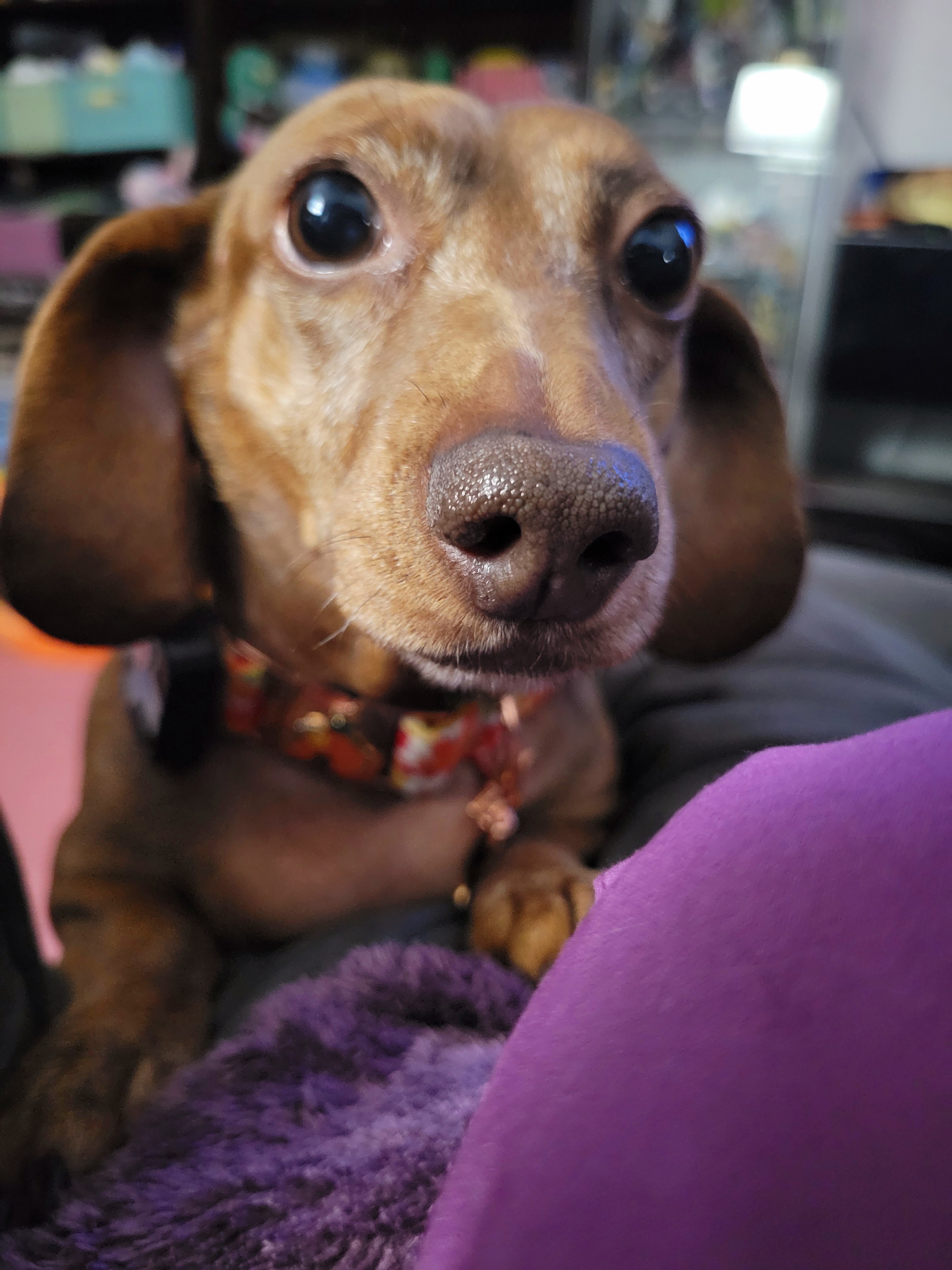 Meet My Adorable Pup Tiger Lilly: A Snapshot of Joy #689