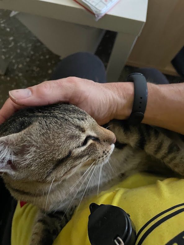 Cuddly Cat Adventures That Will Brighten Your Day
