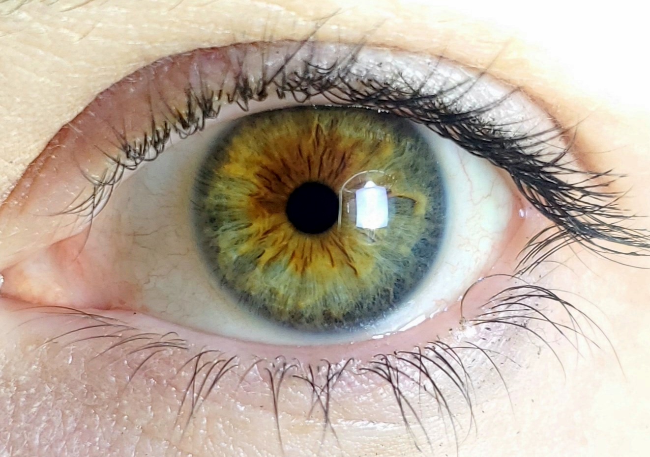 Finally Captured: The Clearest Shot of My Iris Yet