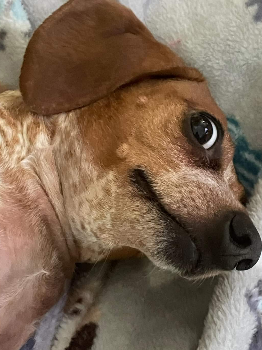 Adorable Doxie Delight