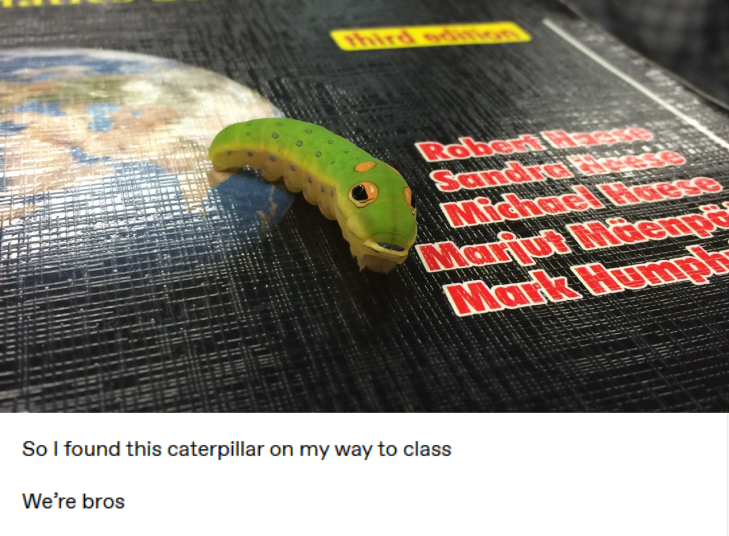 The Epic Journey of a Caterpillar