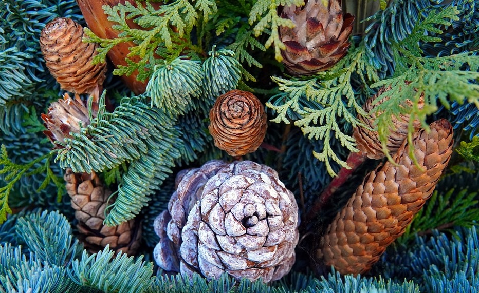 Spreading Some Pinecone Happiness!