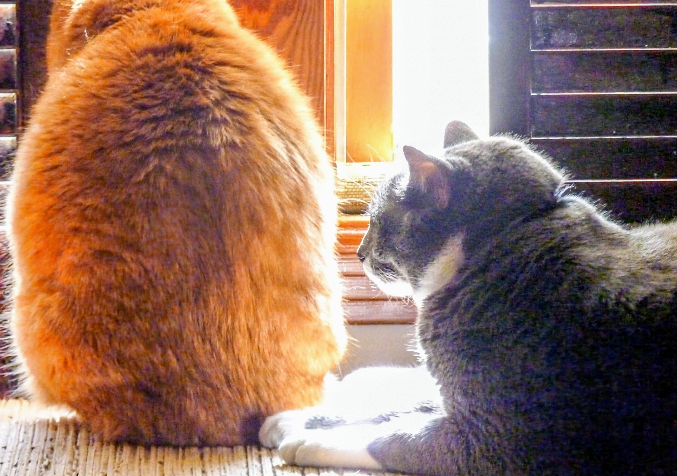 Goldie: The Unyielding Force Blocking My View