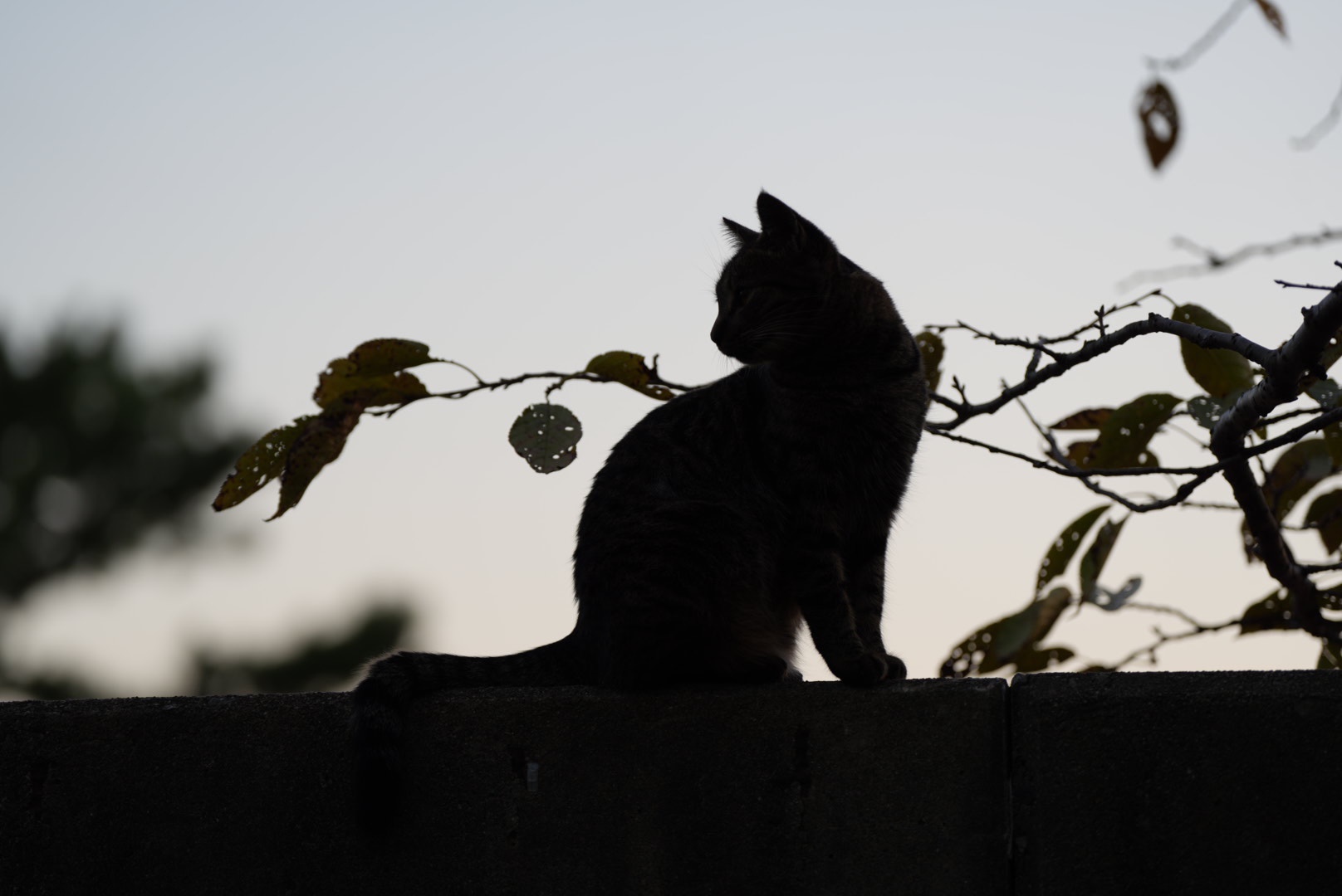 The Adventures of Cats in the Park: Episode 8