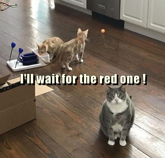 A Cat's Ultimate Dream: Catching the Elusive Red Dot!