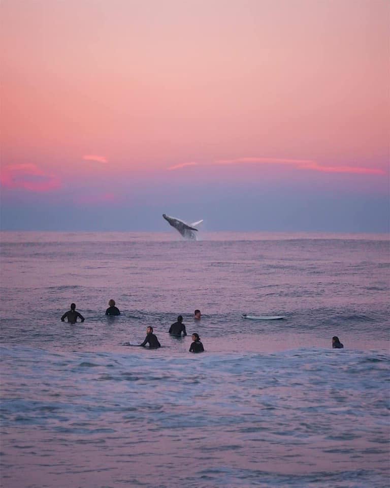 A breathtaking sunset with surfers in Australia waiting for the perfect wave, and then—this majestic whale steals the spotlight! What a scene to remember.