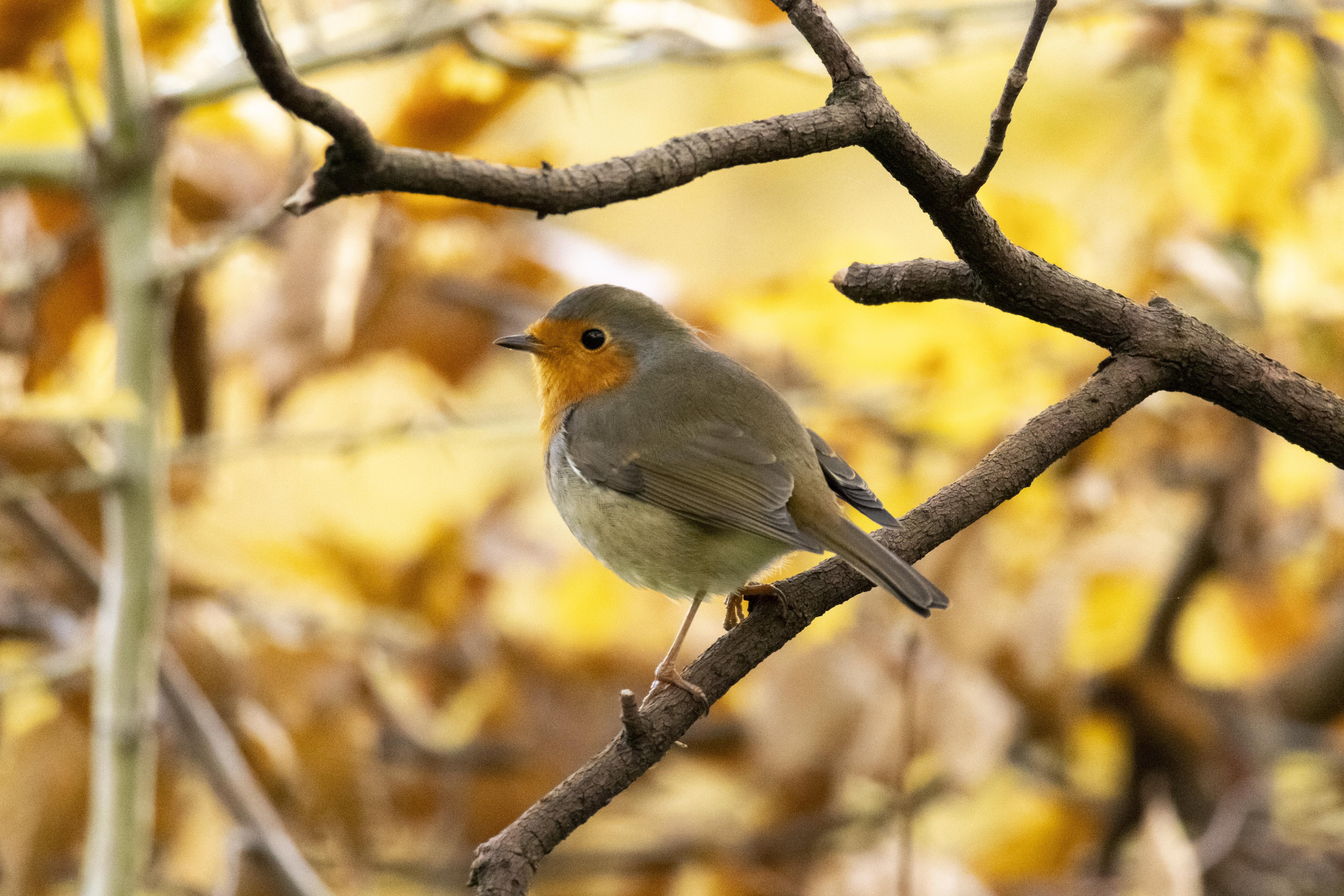 Nature's Beauty: A Daily Snapshot #8 - The Charming Robin Redbreast