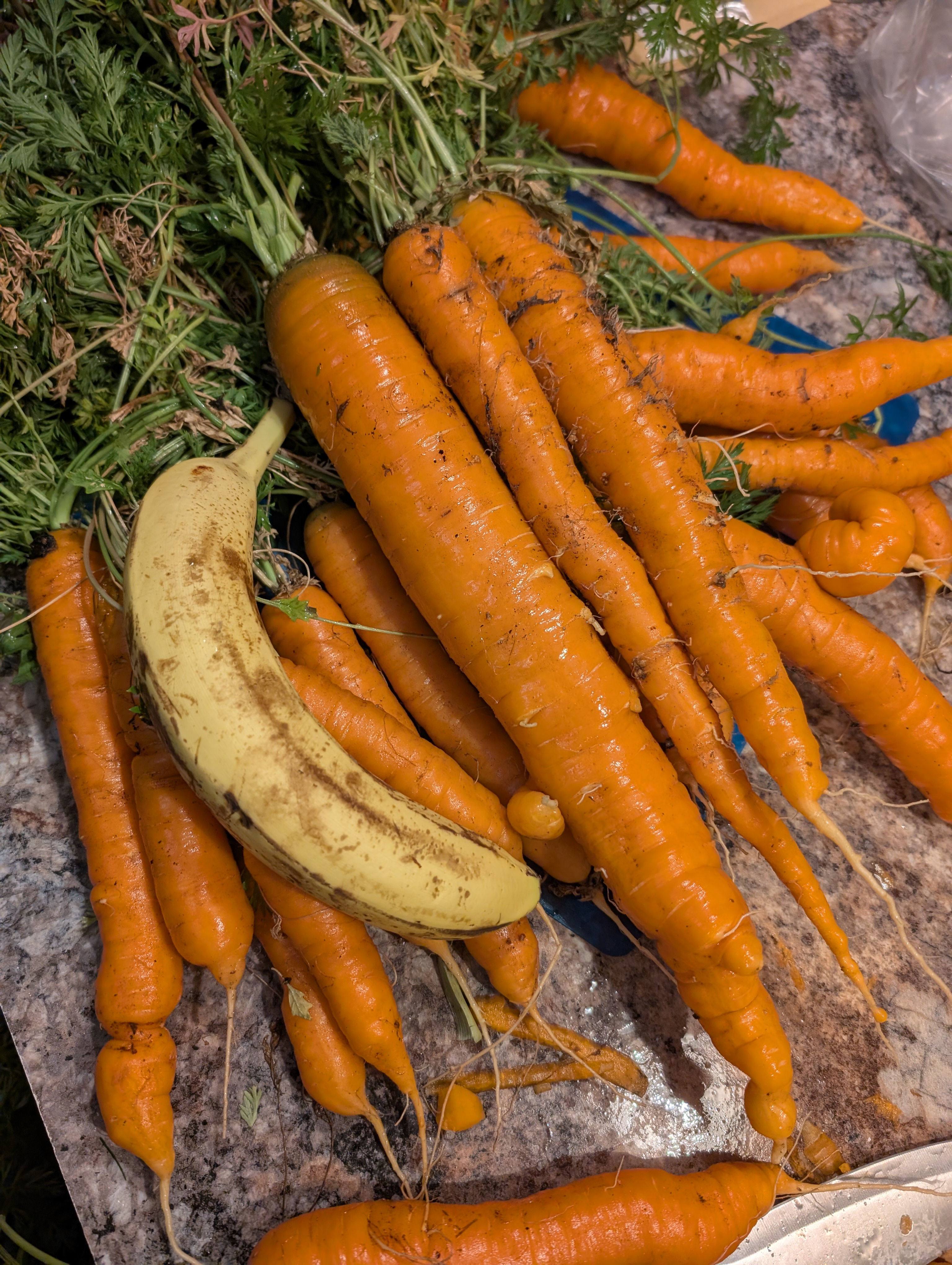Can You Imagine Thanksgiving Without Those Massive Carrots?