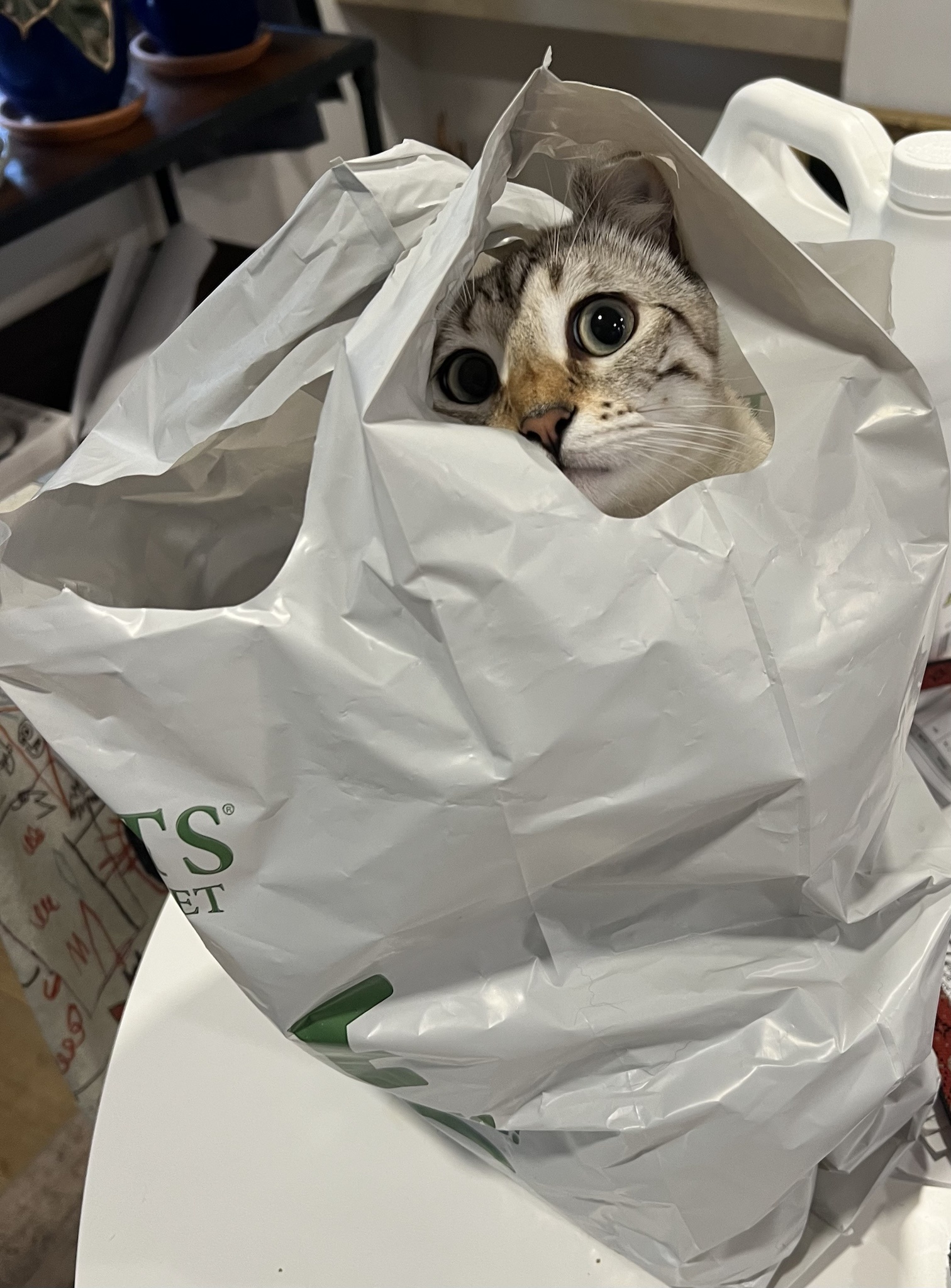 Just feeling cute, might hit delete later!