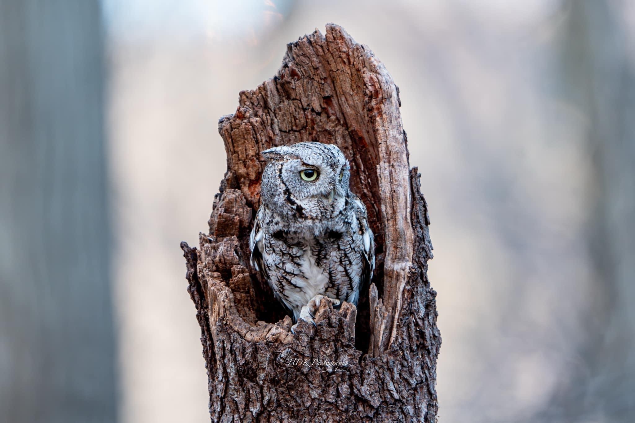 Stunning Grey Morph Eastern Screech Owl in Focus