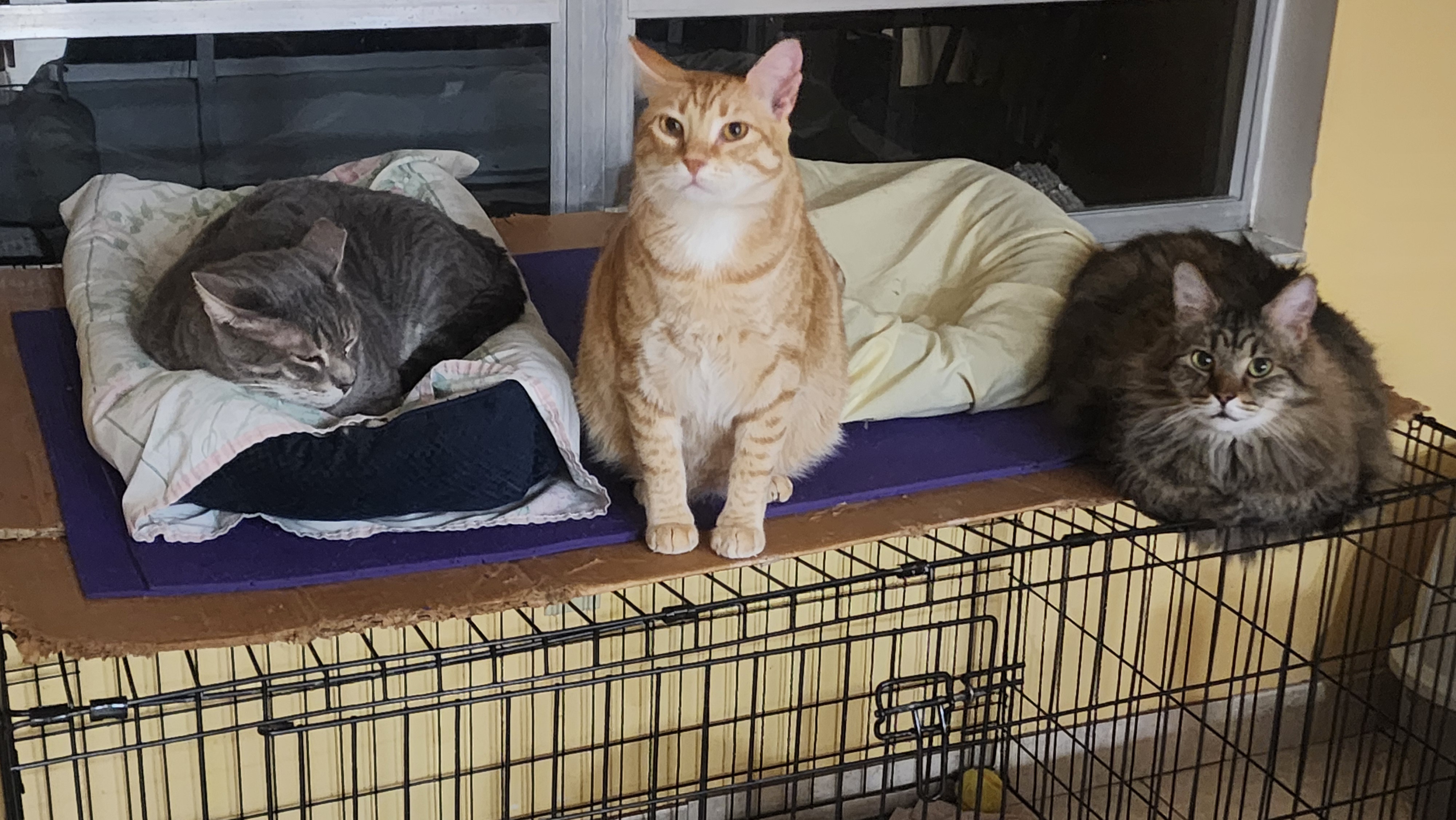 Join Jonesy and the Wet Food Trio on their hilarious adventures!