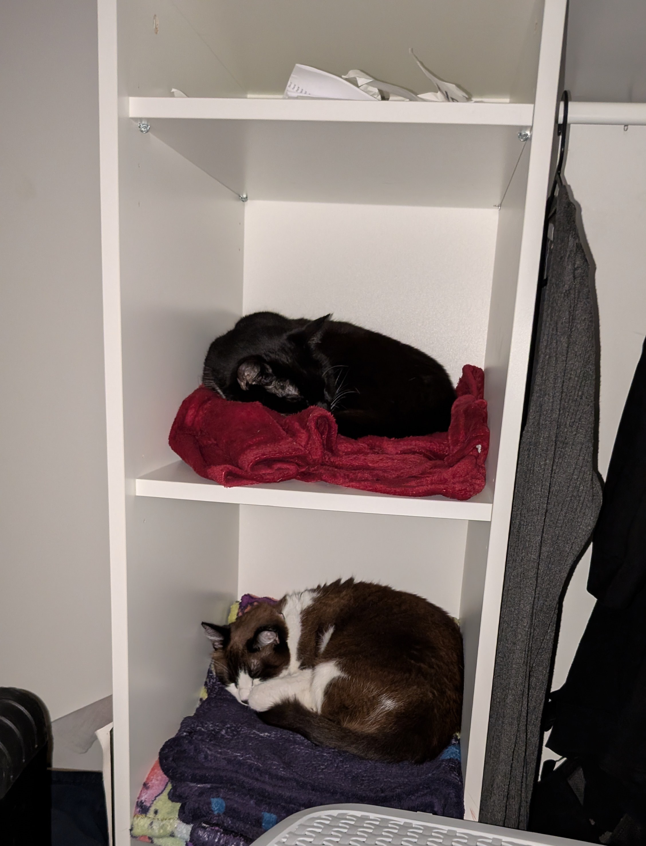 Our wardrobe has been completely taken over by cats!