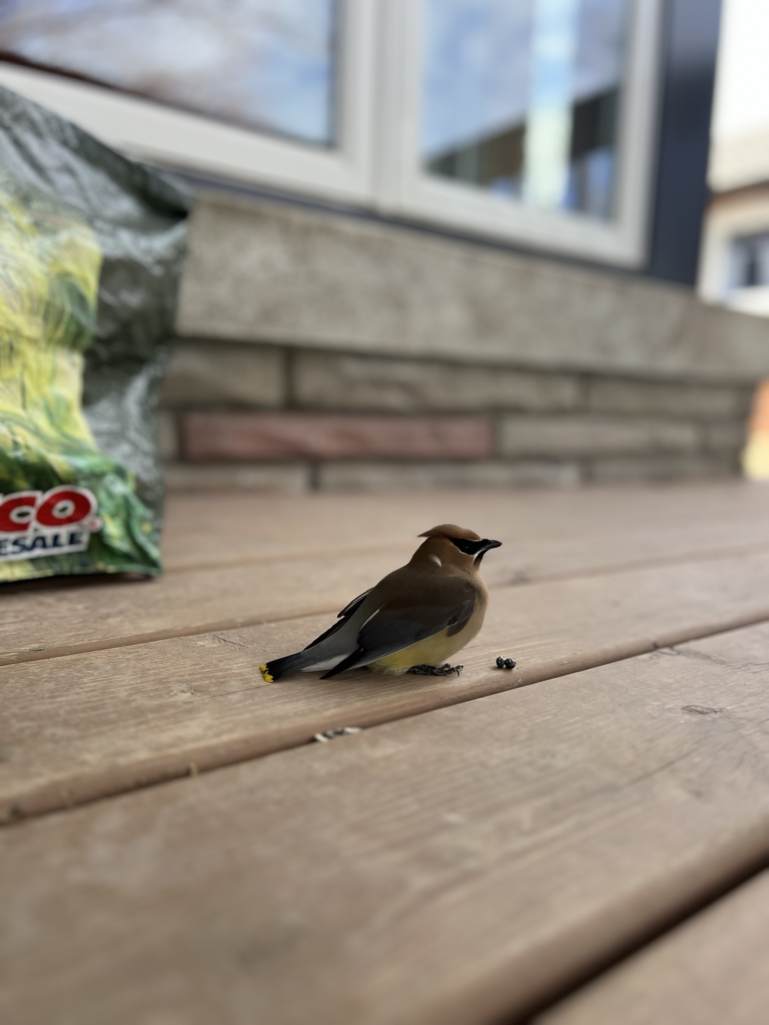 The aftermath of a bird crash against the window