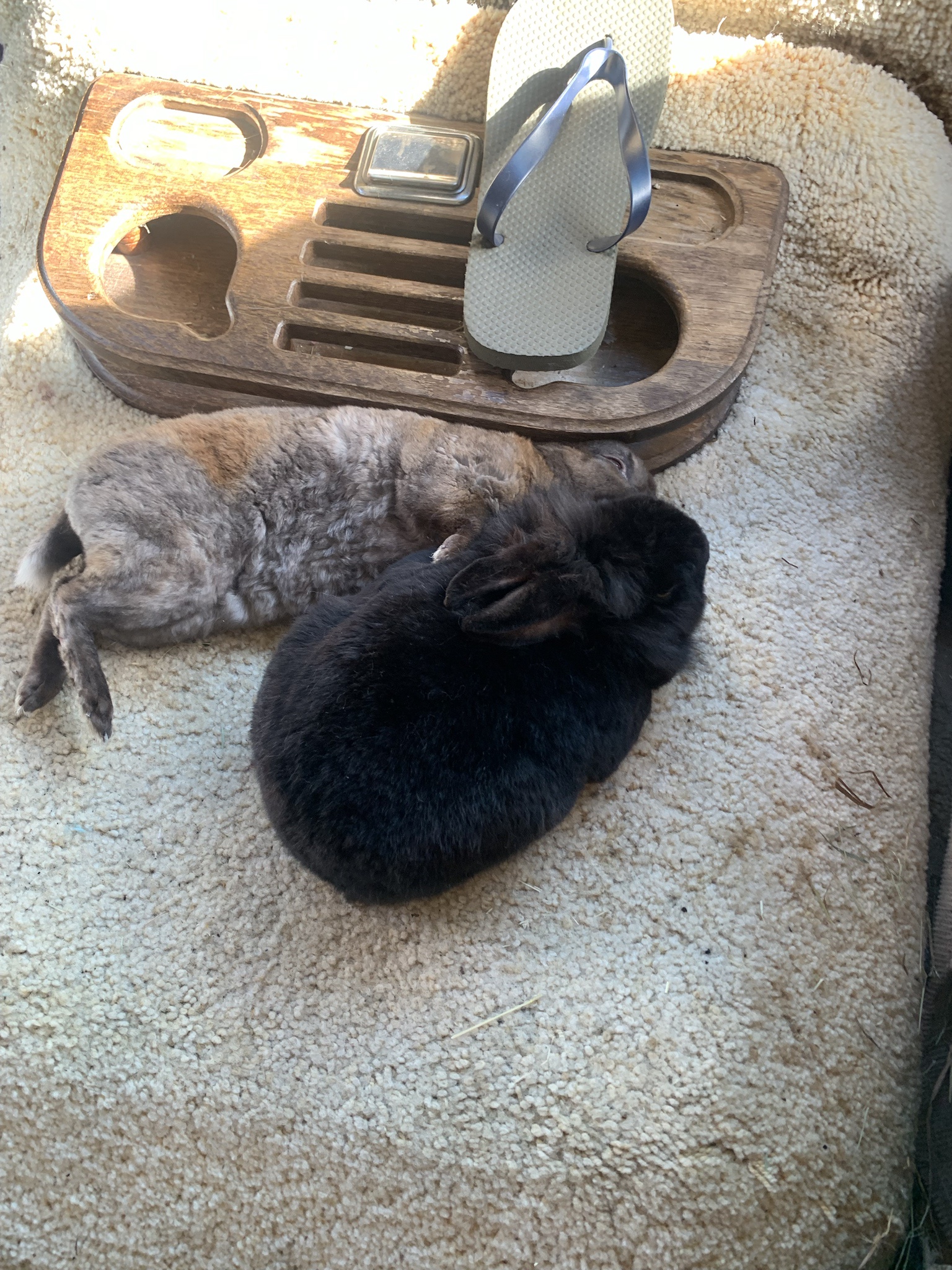 Adorable Happy Fluffy Butts Bringing Joy