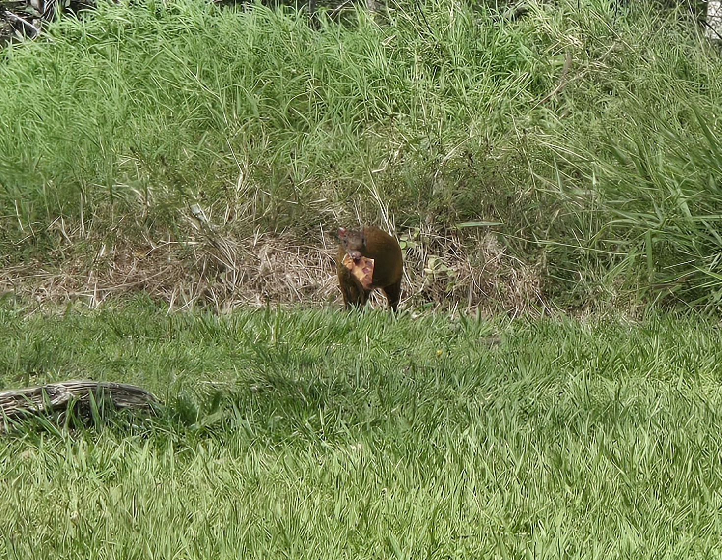 Delicious Pizza Agouti: A Unique Treat
