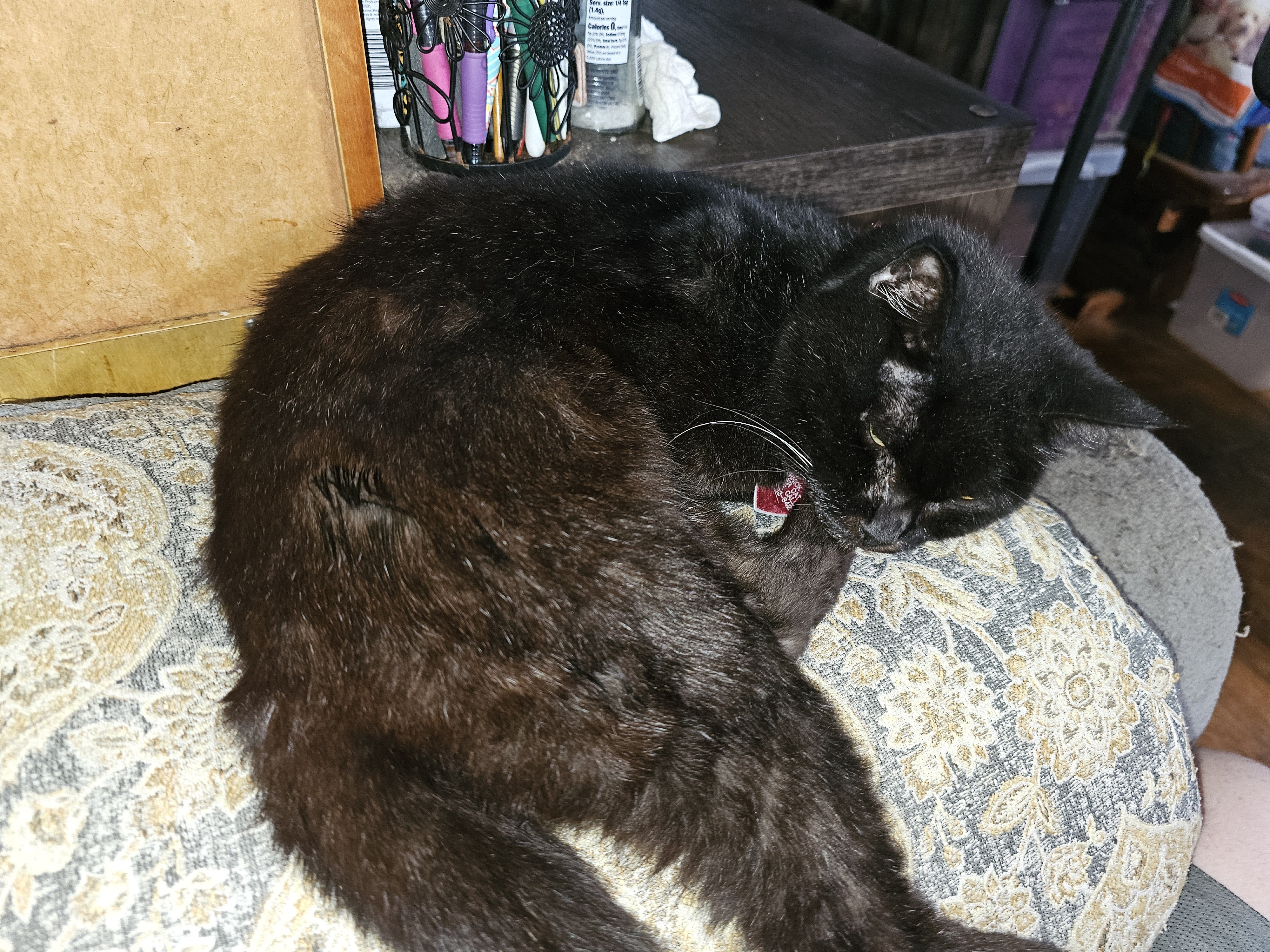Meet Ziva: The Star of the Show