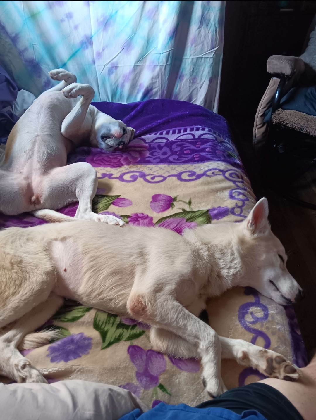 Meet the Adorable New Rescue Puppies!