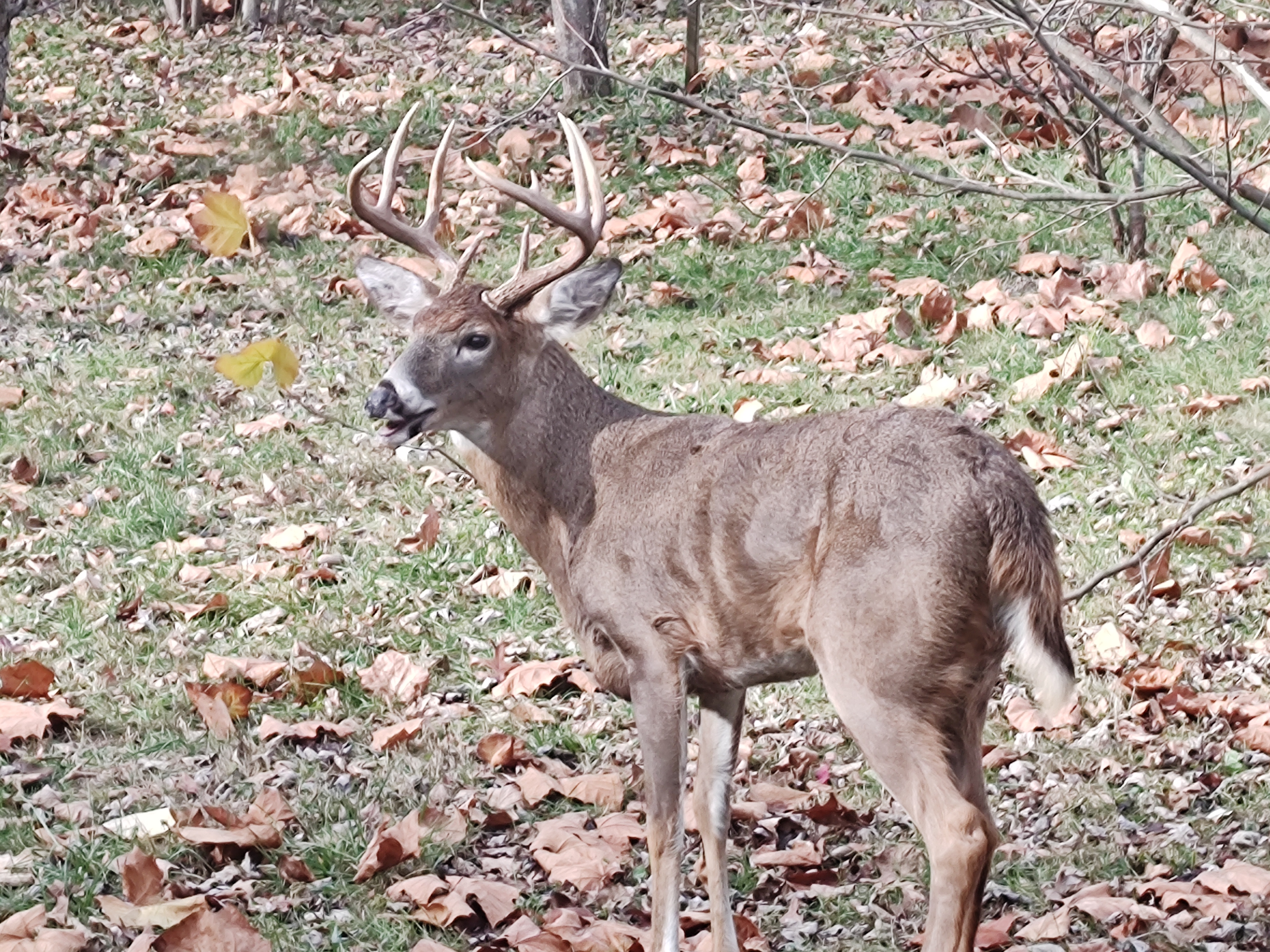 The Dashing Buck That Strolled Into Our Yard
