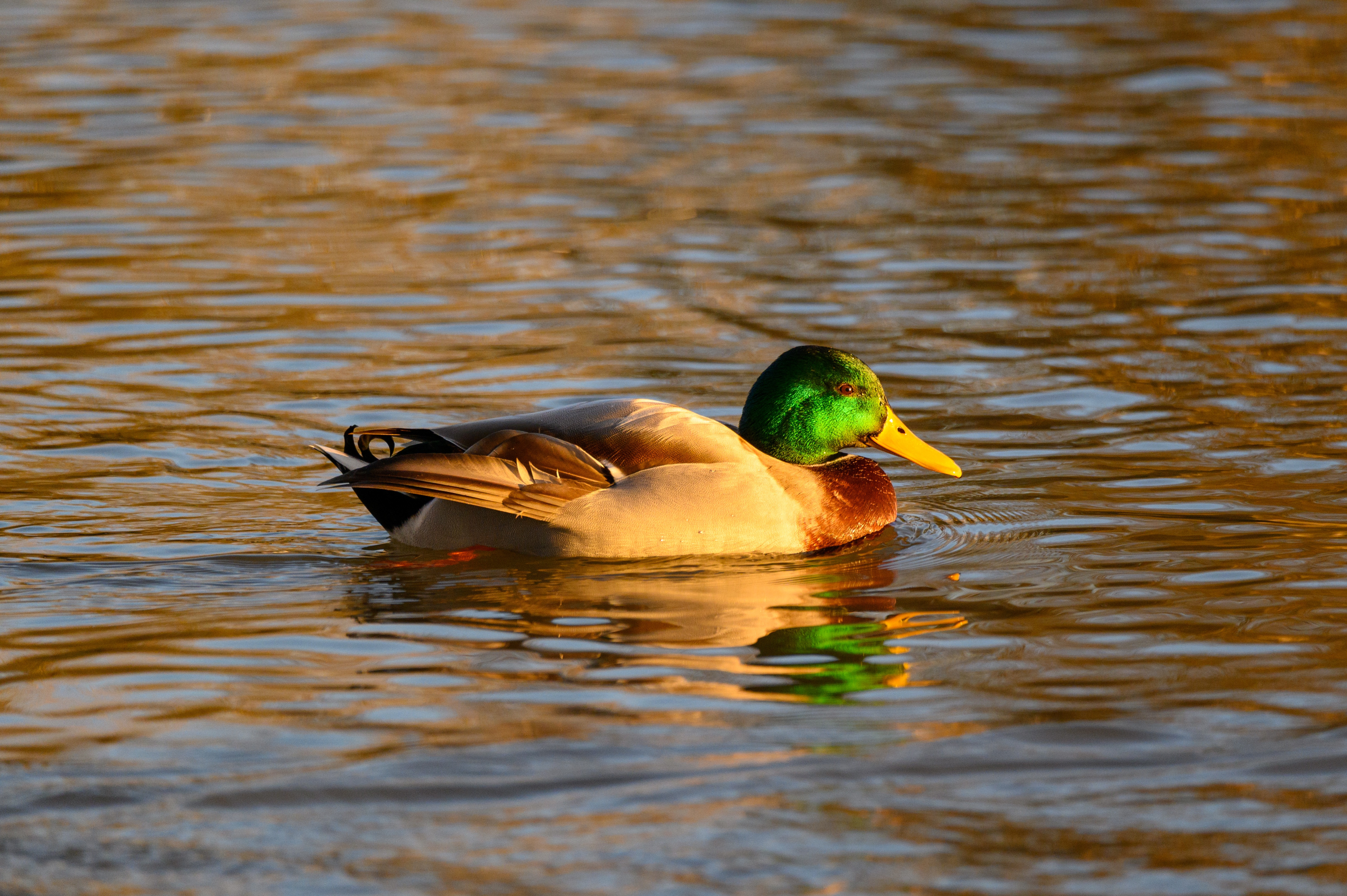 Ducks at Sunset: A Serene Moment