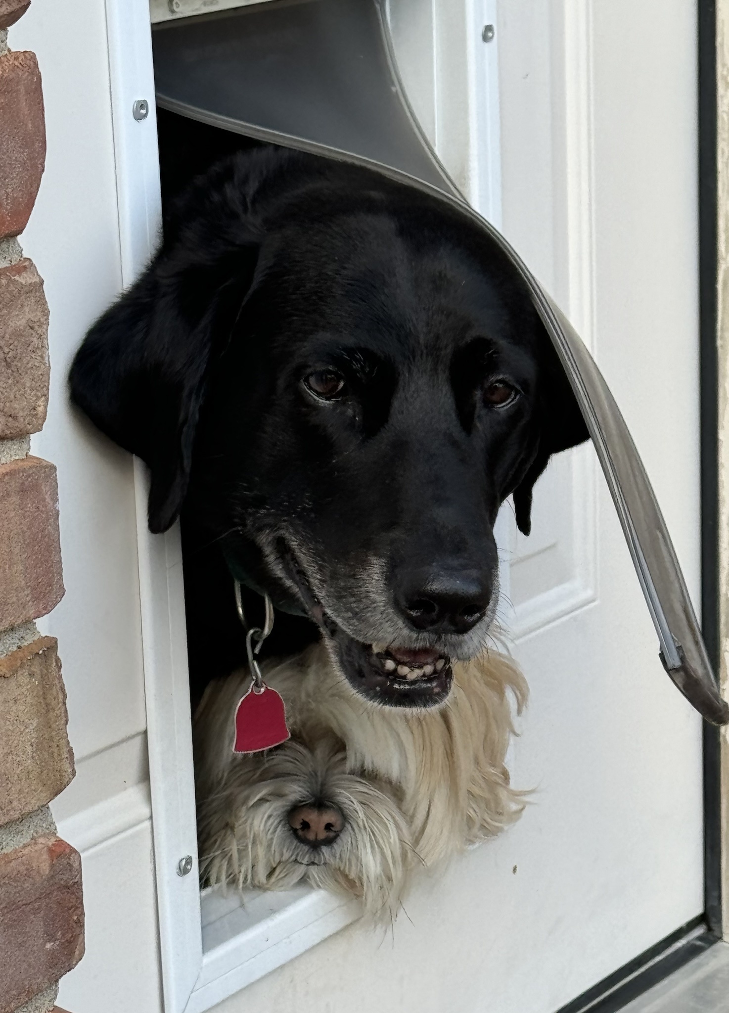 Who's there? Let's find out!