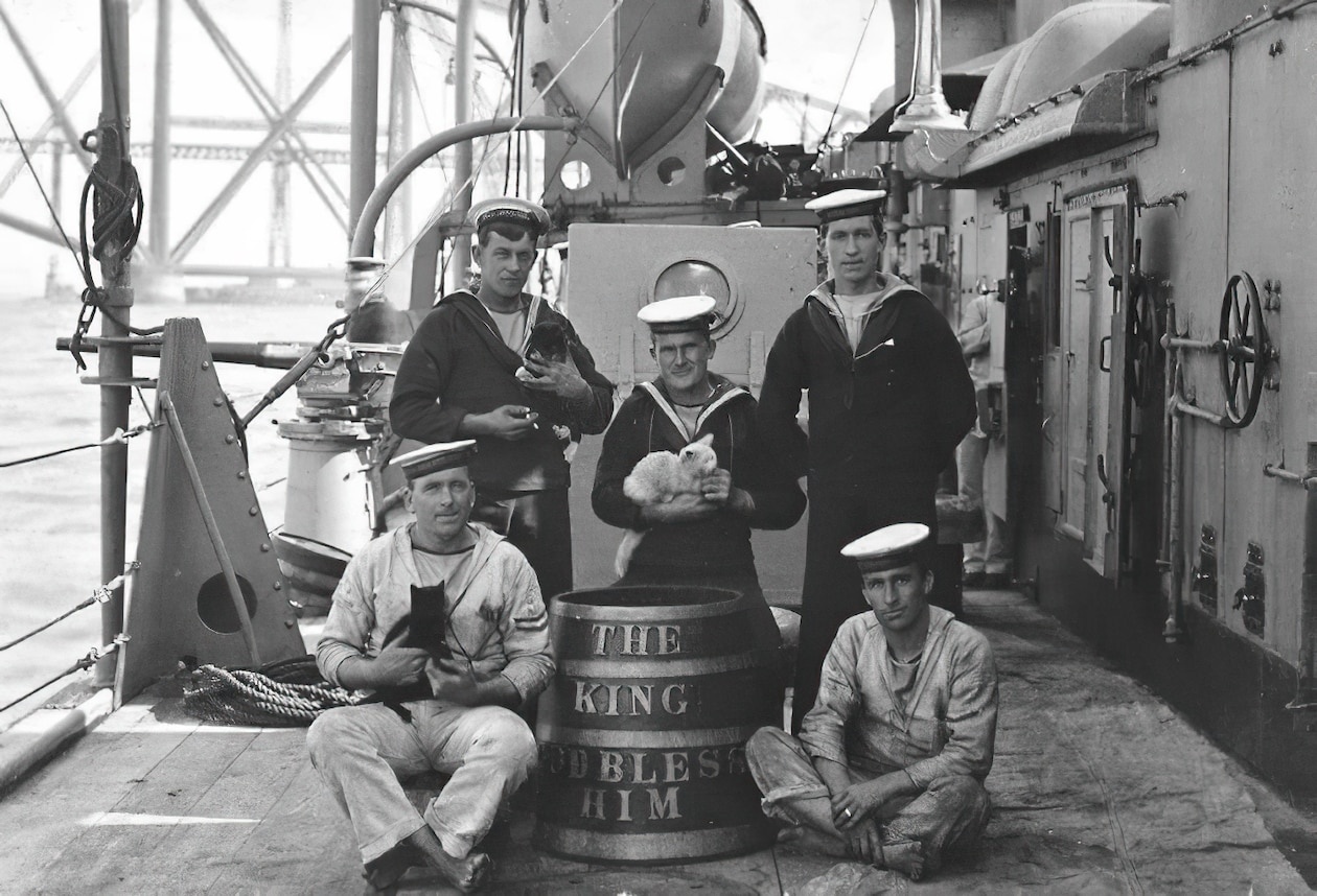 Unveiling the Untold Tales of Cats in the Navy