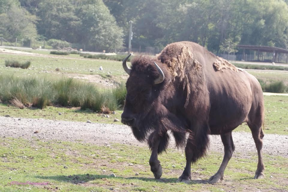 Buffalo: Majestic and Mighty