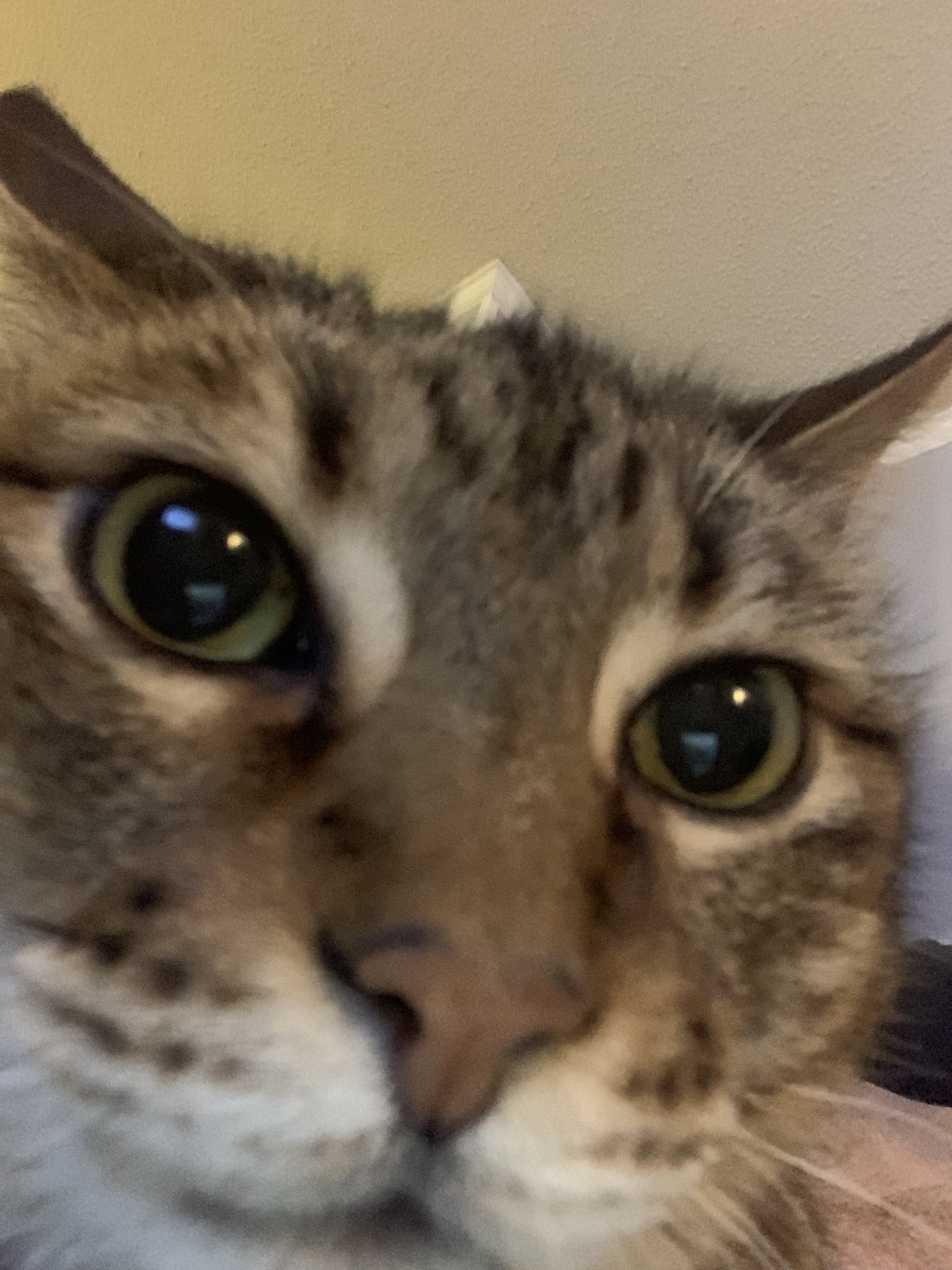 No selfies here, just adorable kitty faces!