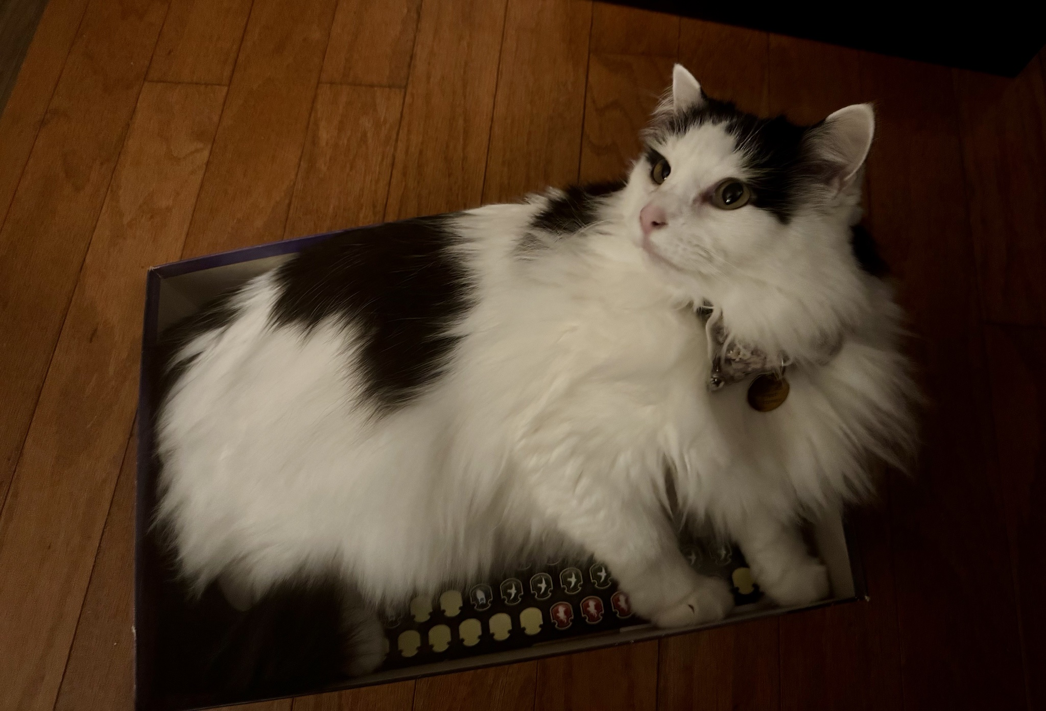 Meet My Adorable Little Gaming Companion