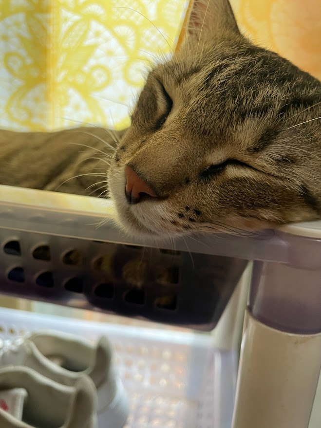 The Adorable Life of a Cat