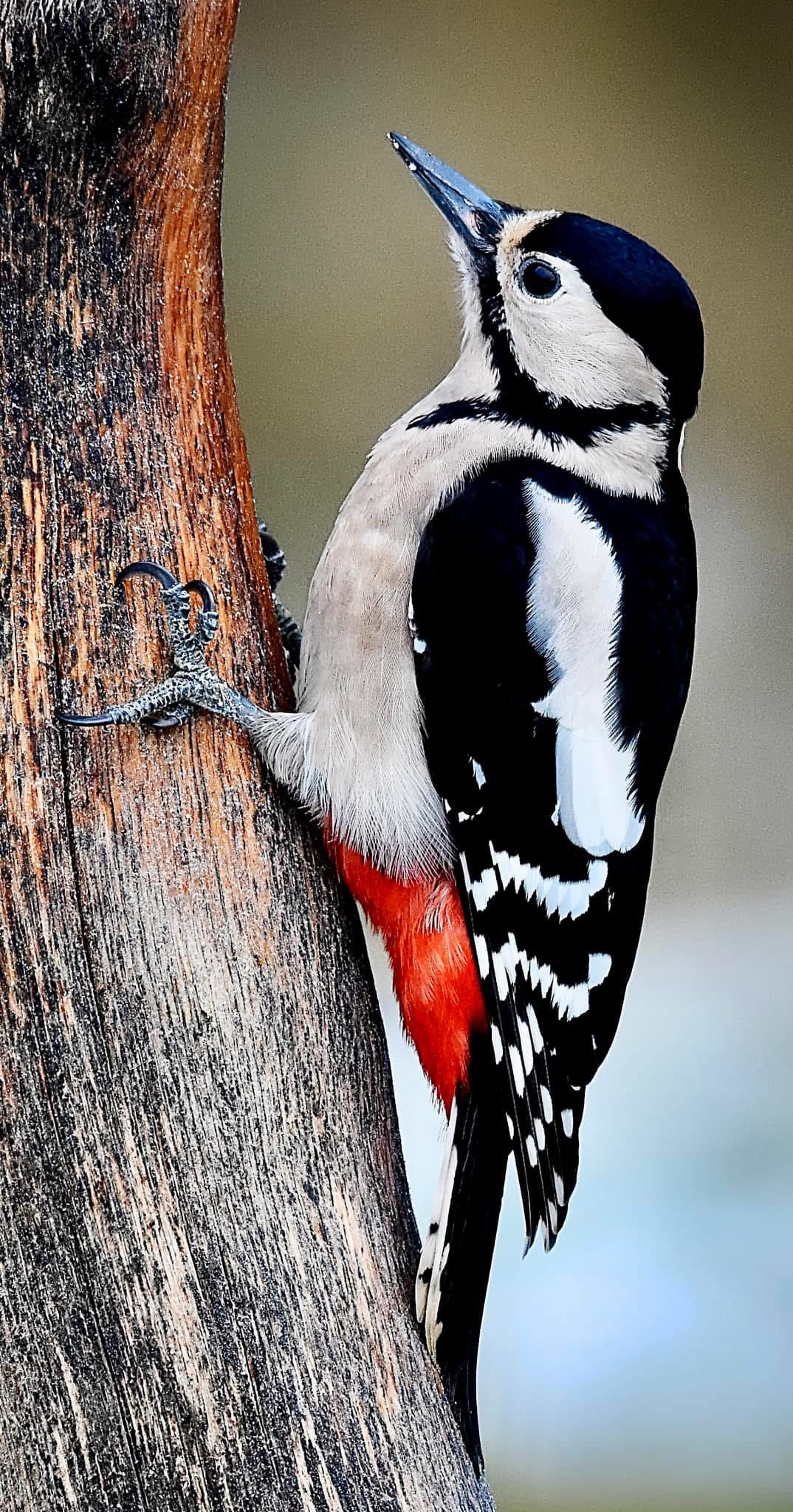 The fascinating world of woodpeckers