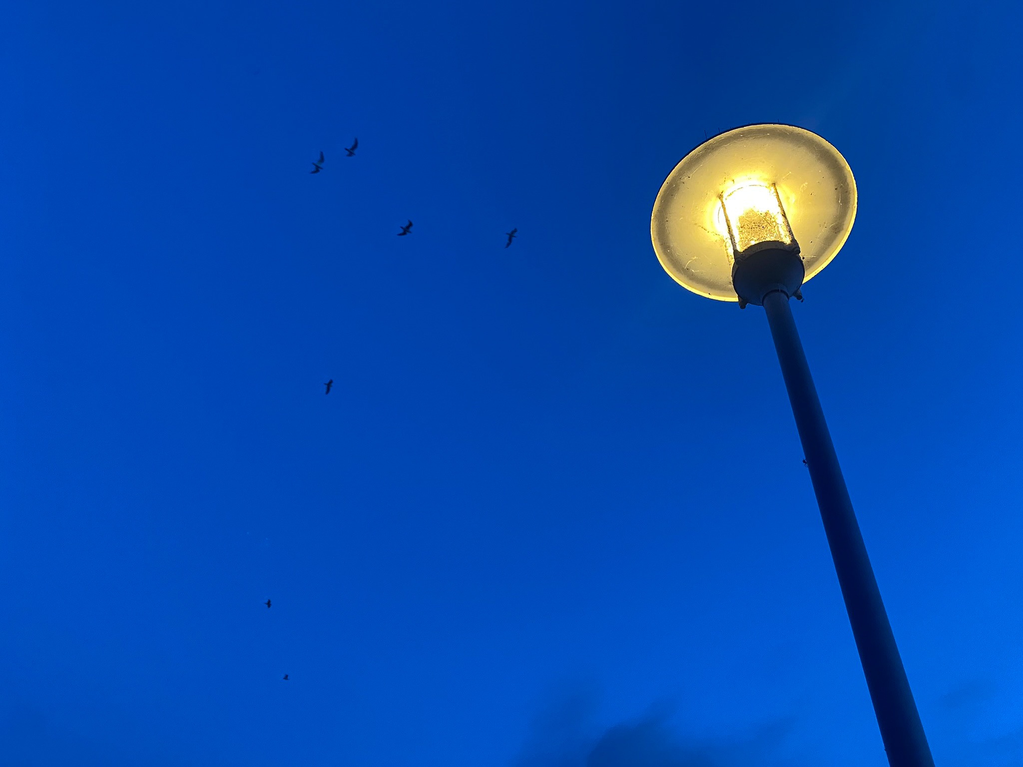 An Evening Stroll Under the Stars