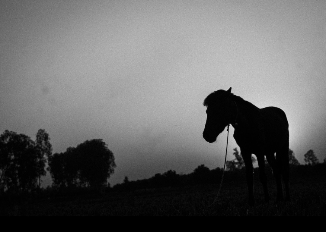 Timeless Elegance in Black and White