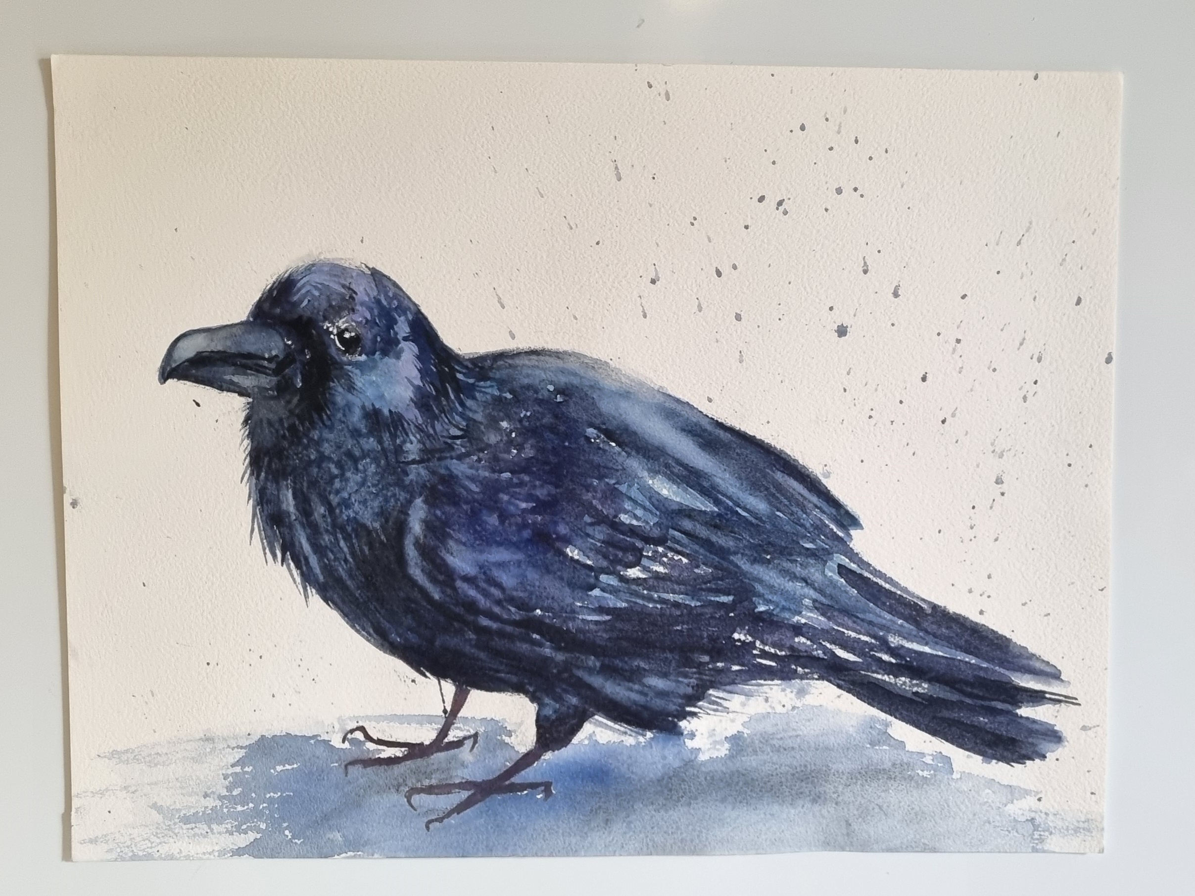 Majestic Raven Sightings