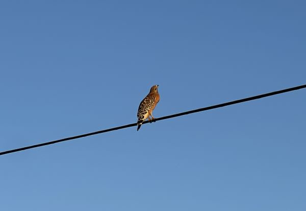 Majestic Red Shouldered Hawk in Flight