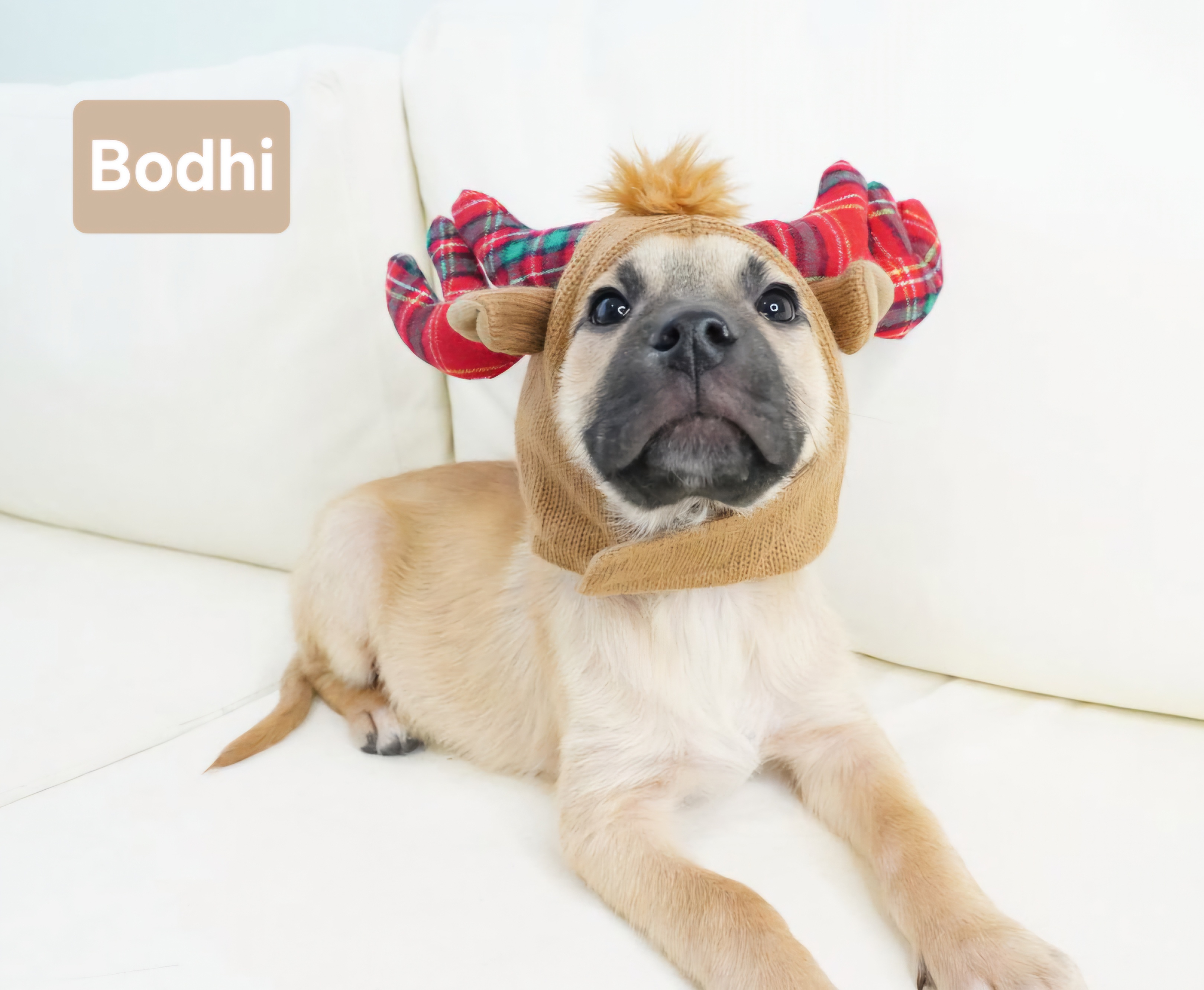 Holiday Puppy Extravaganza!