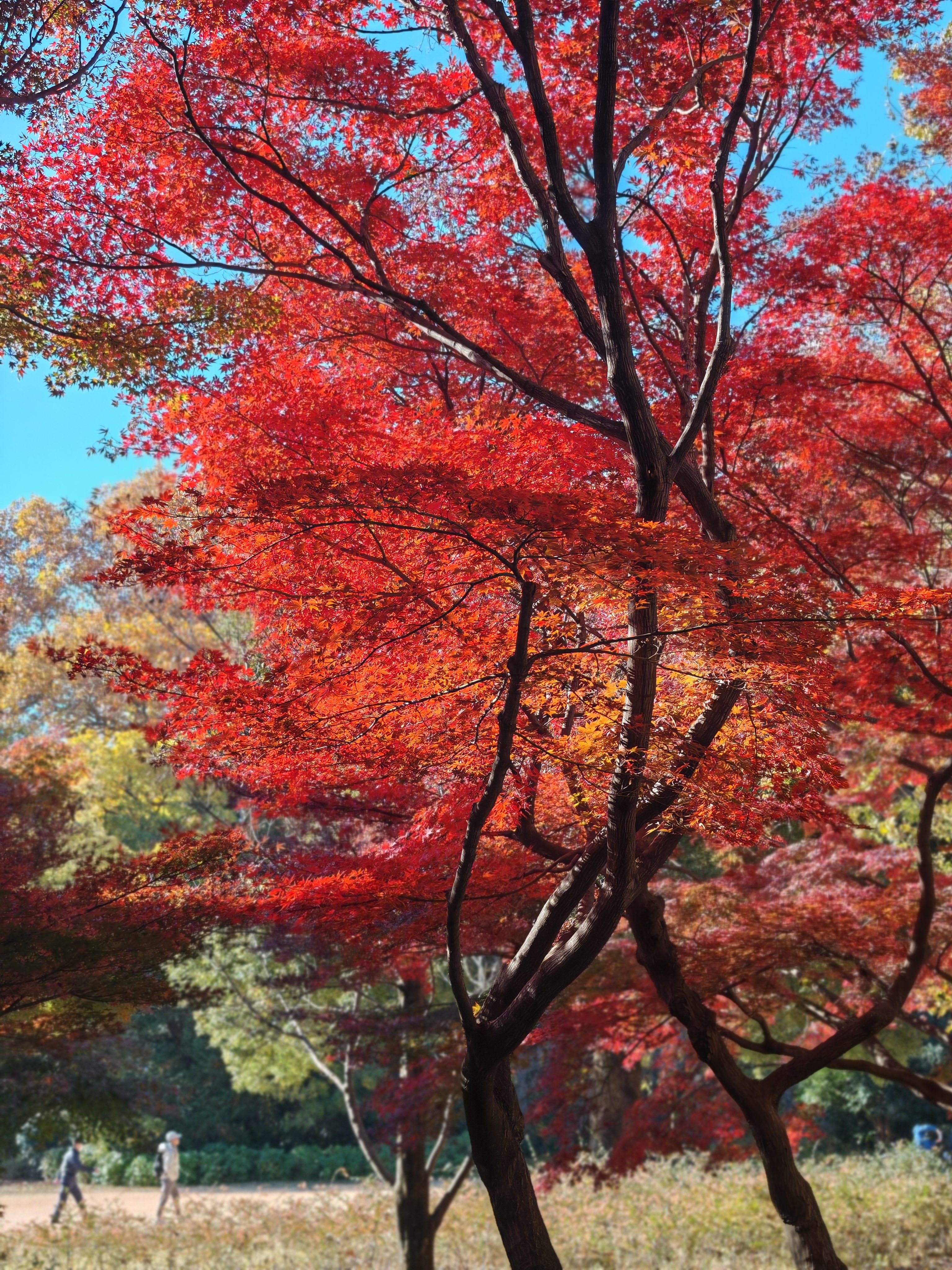 A Vibrant Journey Through TOKYO
