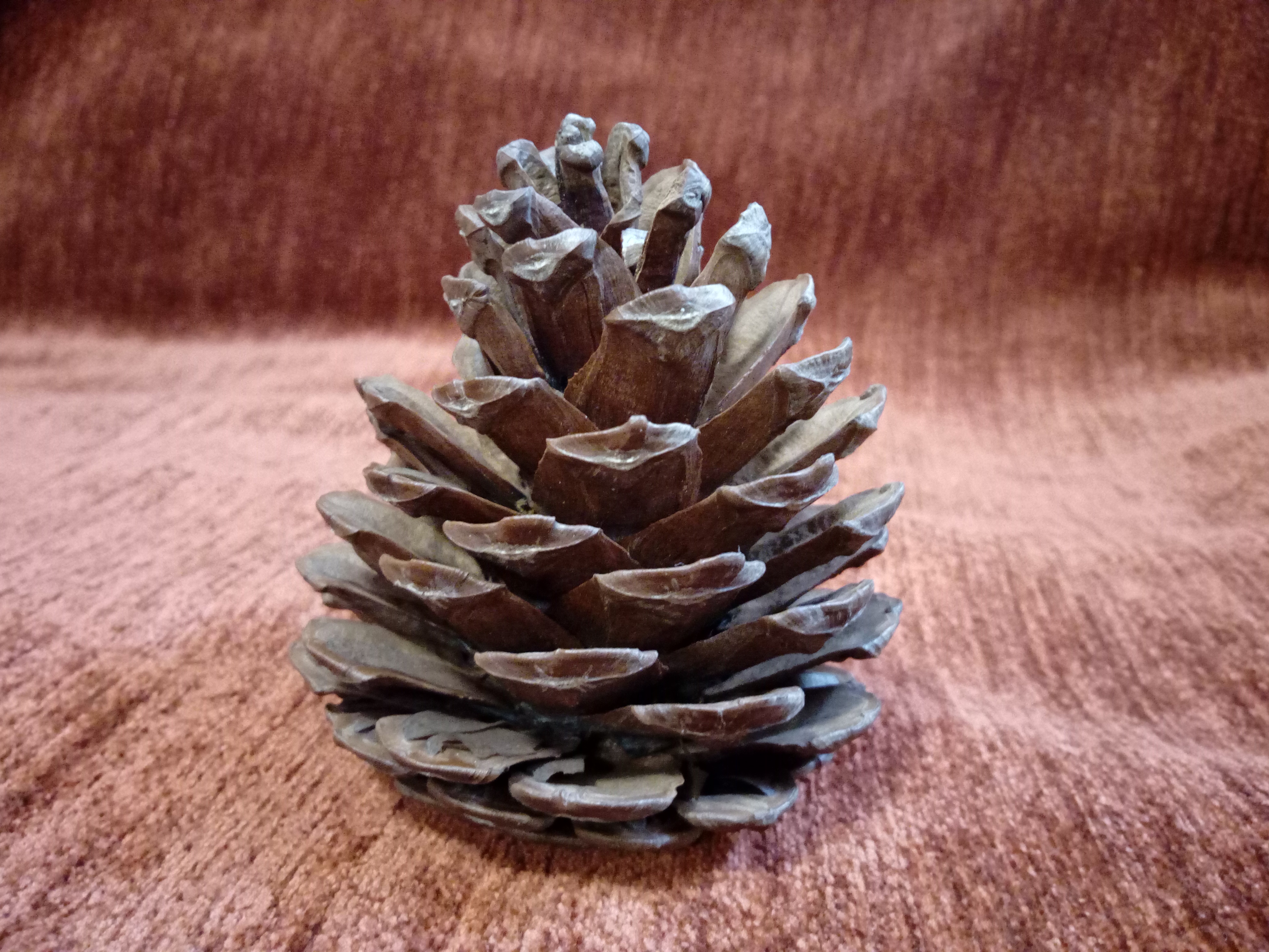 The Pinecone Alliance: Team Pinecone