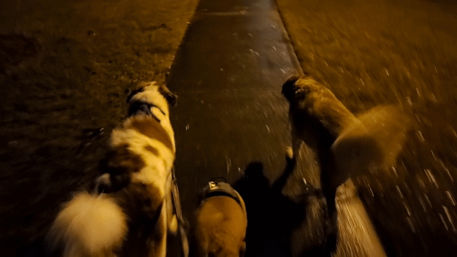 Cotton Candy Skies and Happy Dog Tails: A Perfect Evening