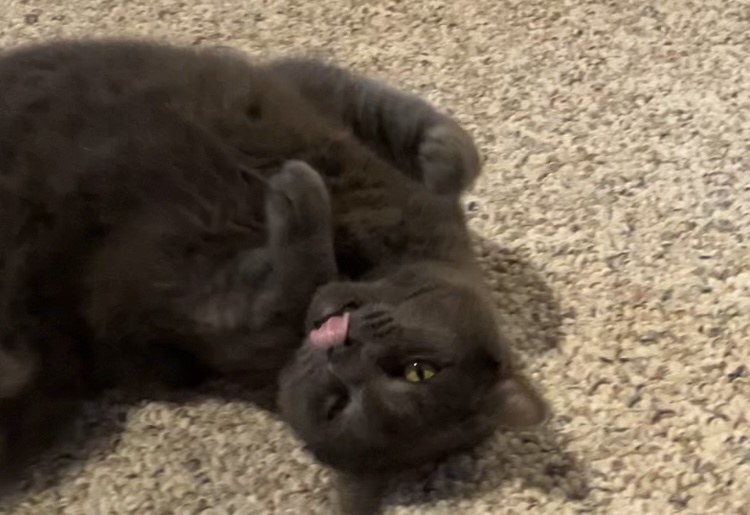 Daily Dose of Cuteness: Snick Pic #54