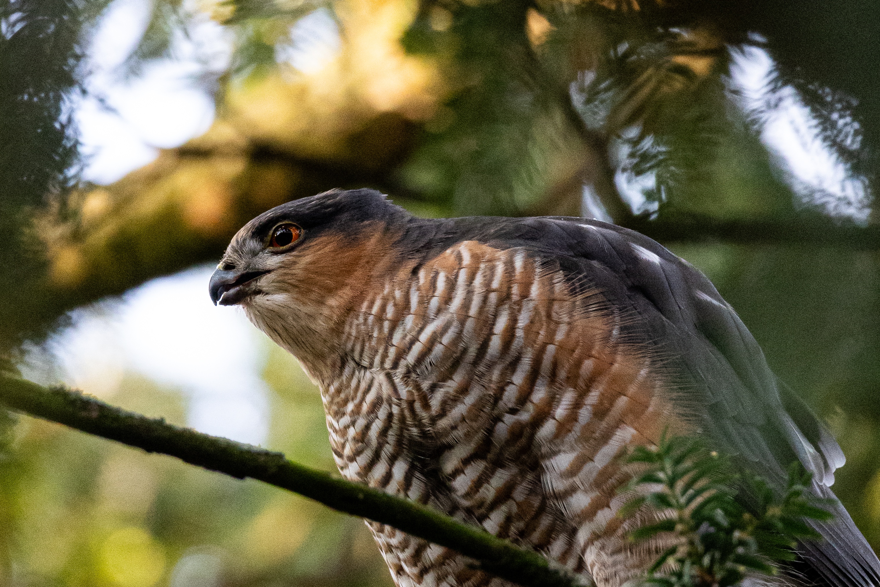 Nature Moment #48: Witness the Sparrow Hawk in Action