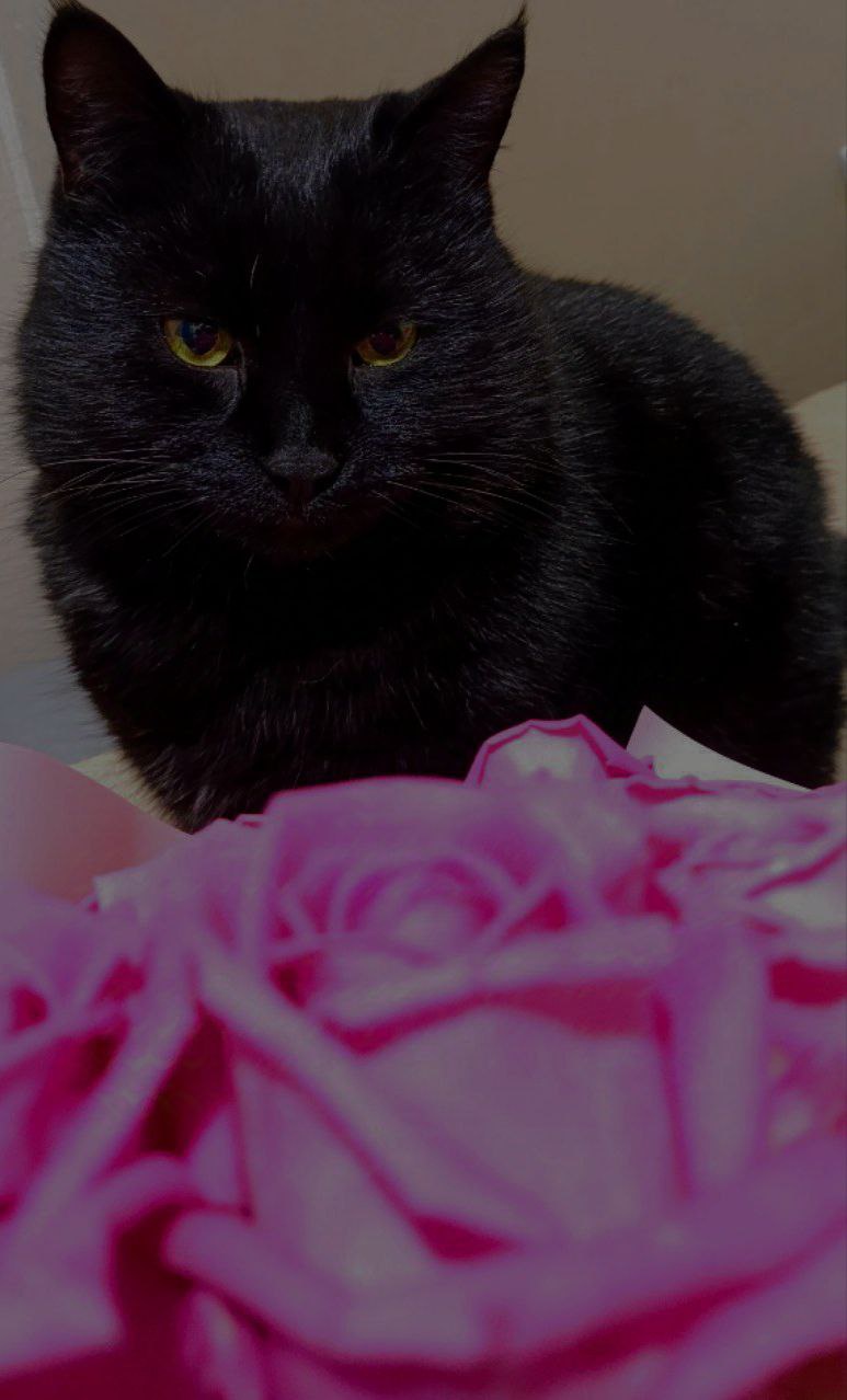 Vaska Surprises You with a Beautiful Bouquet
