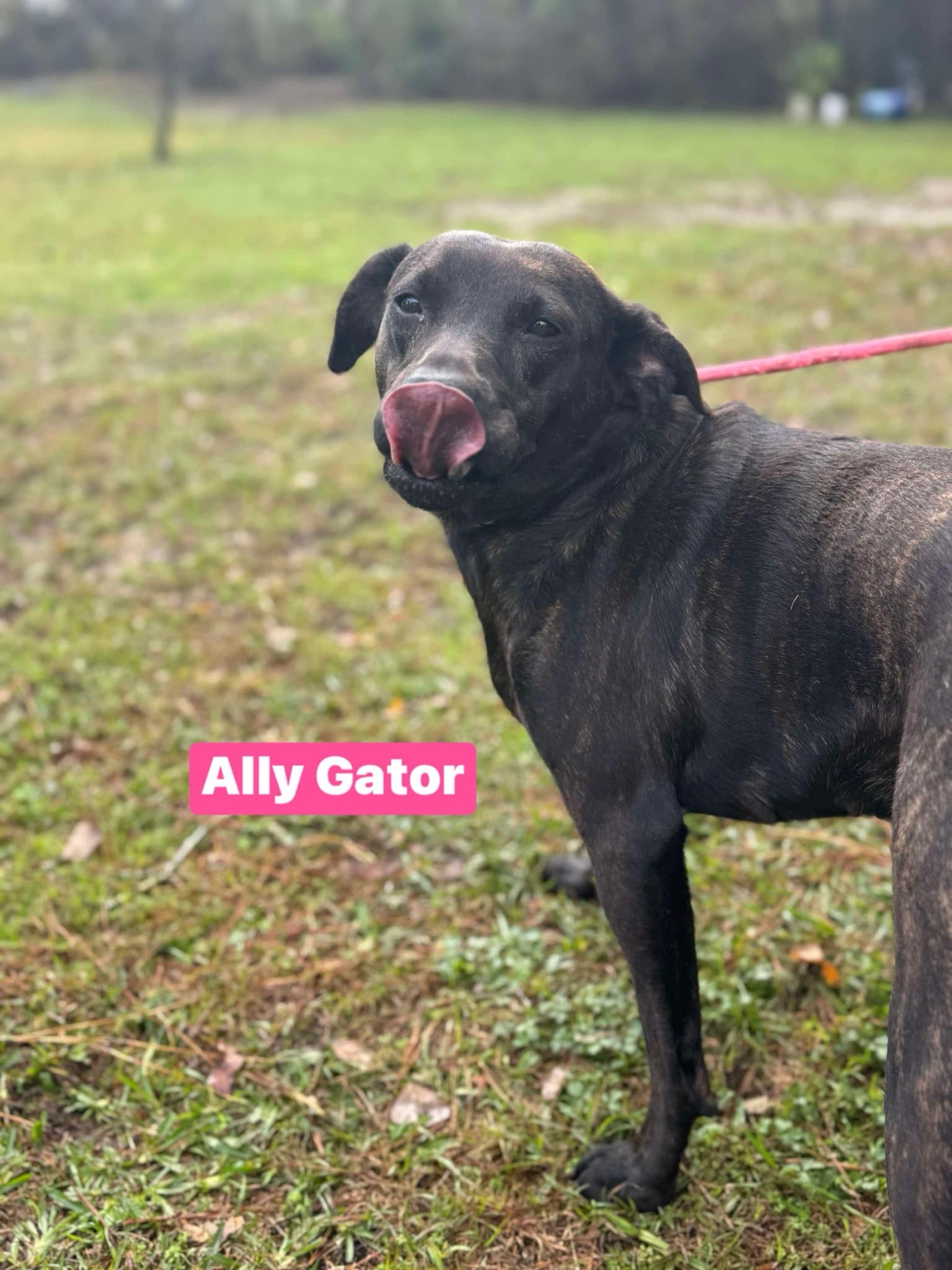 Introducing Ally Gator: the charming reptile