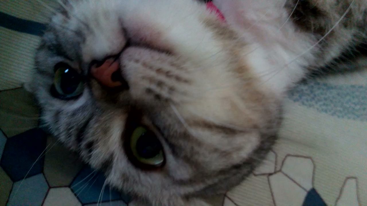 Cute Cat Moments
