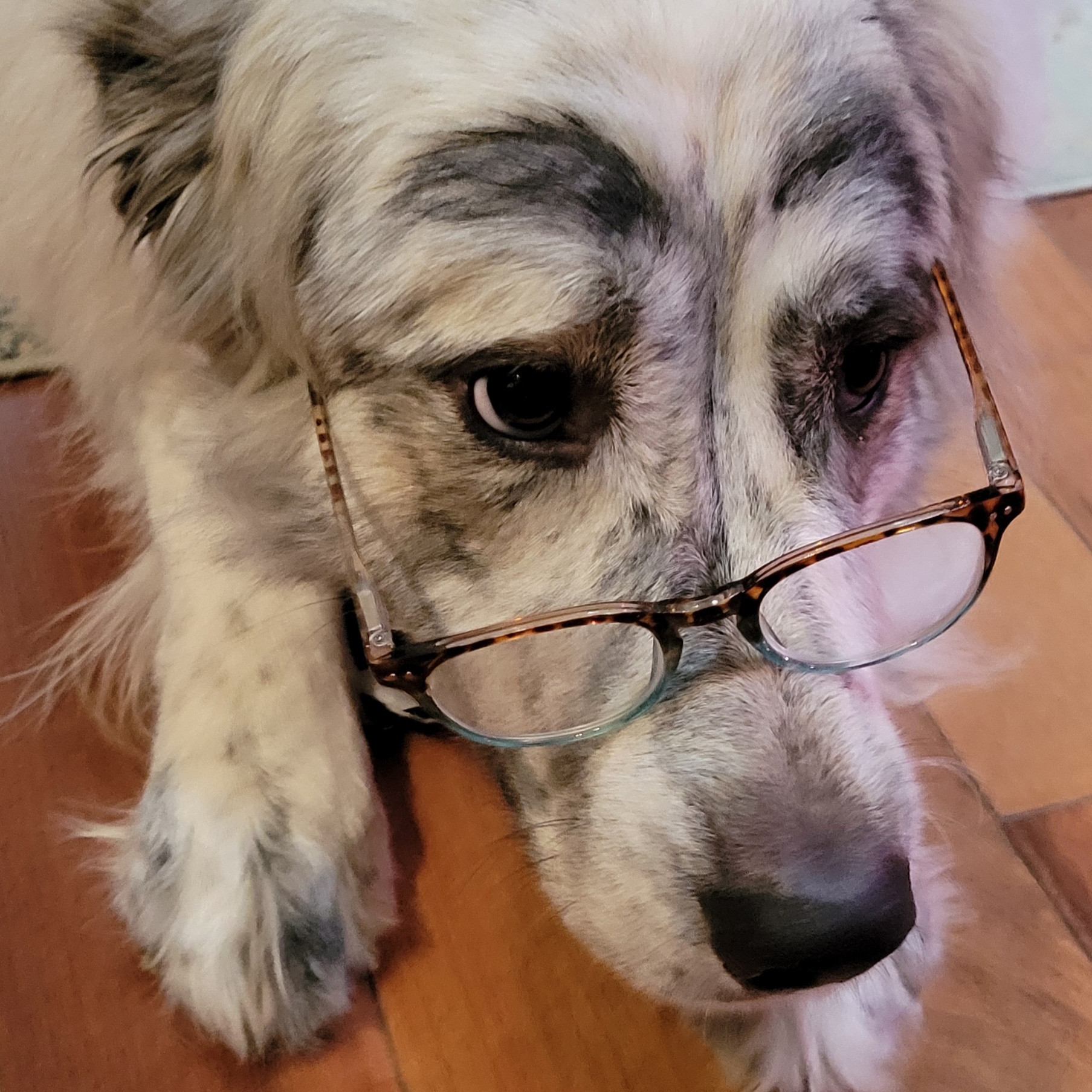Eugene Levy, Your Glasses Have Been Found!