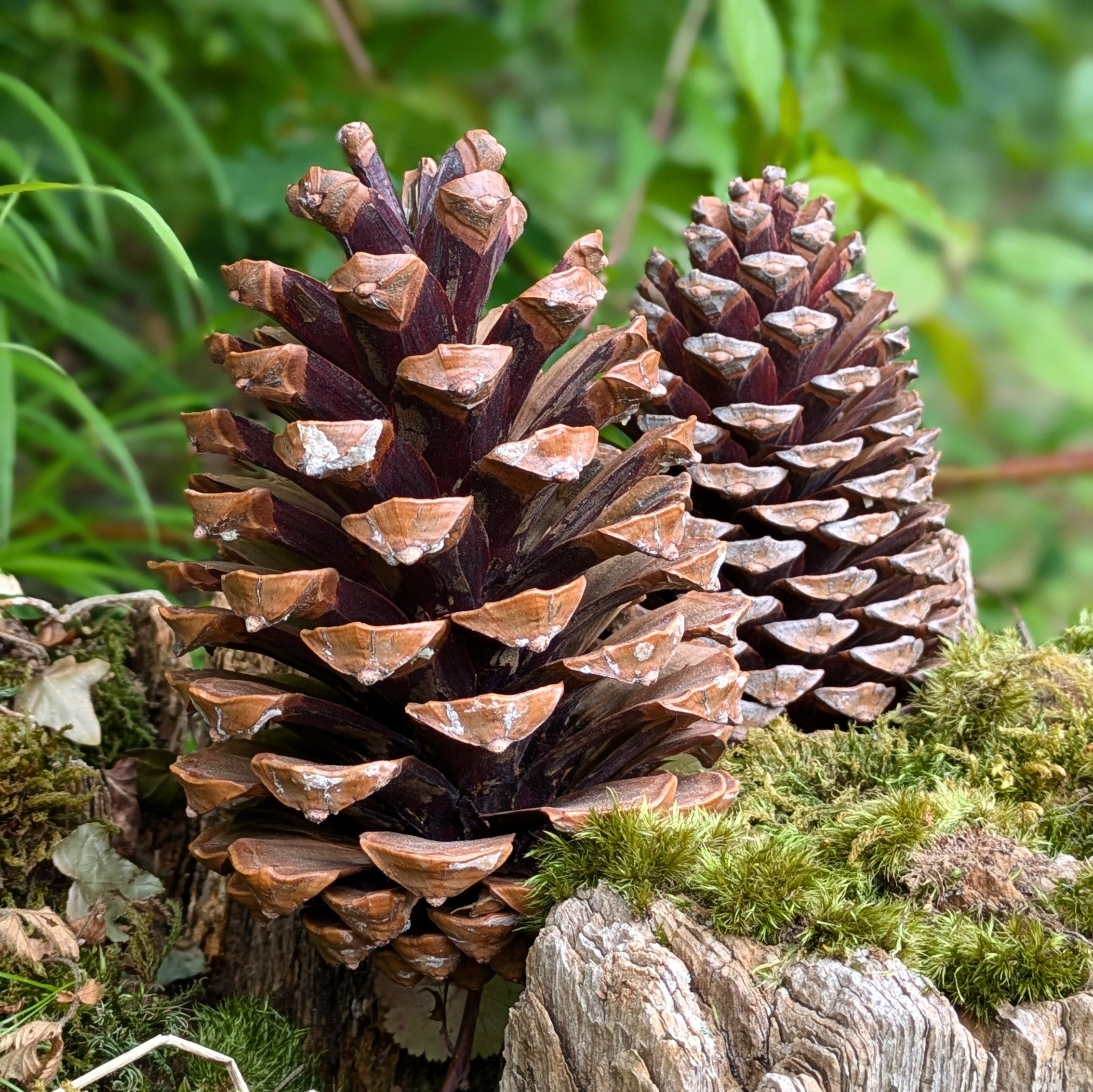 Proud Members of Team Pinecone!