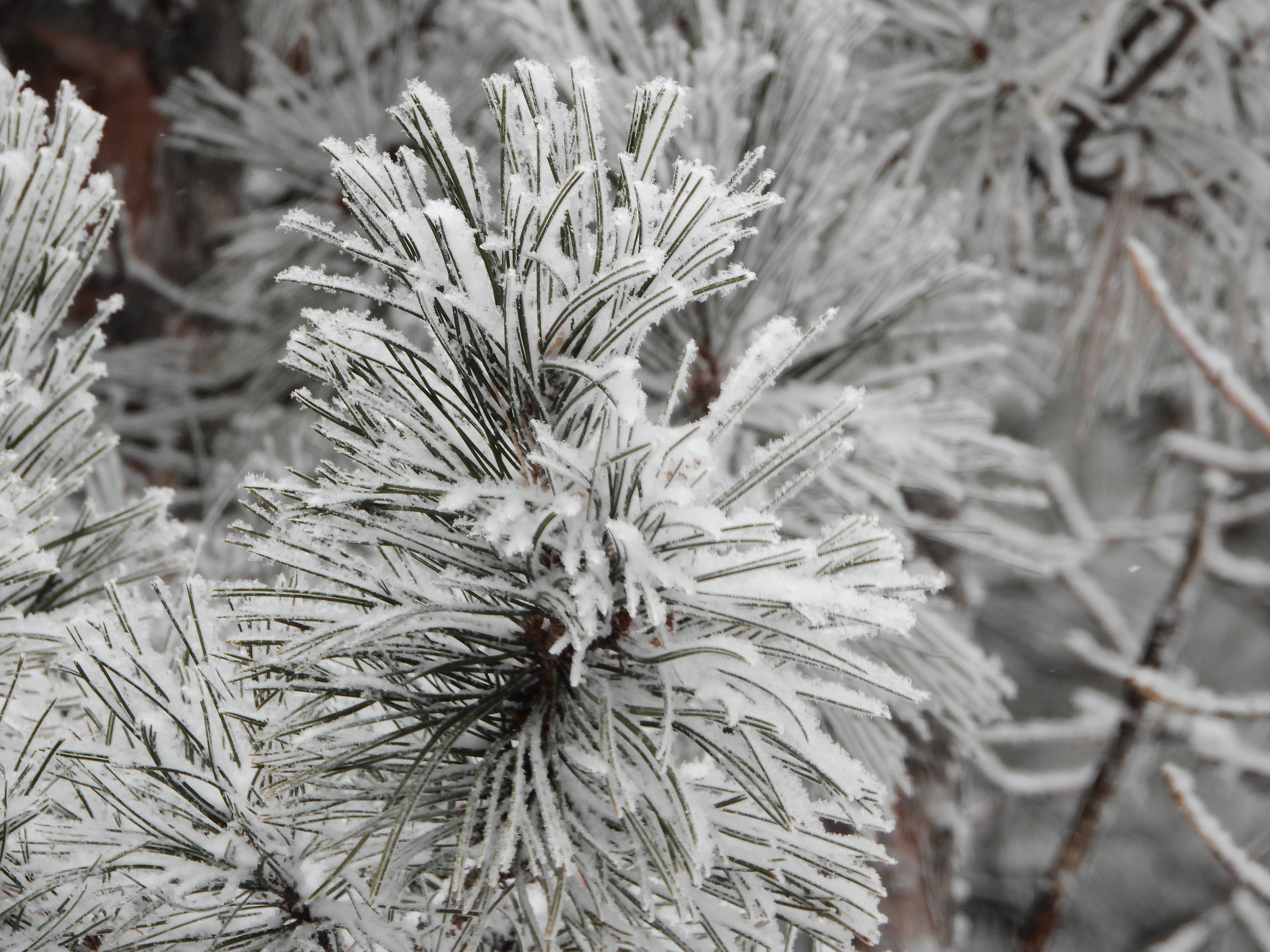 Mark your calendars for 2-21-25: Spring Snow is coming!