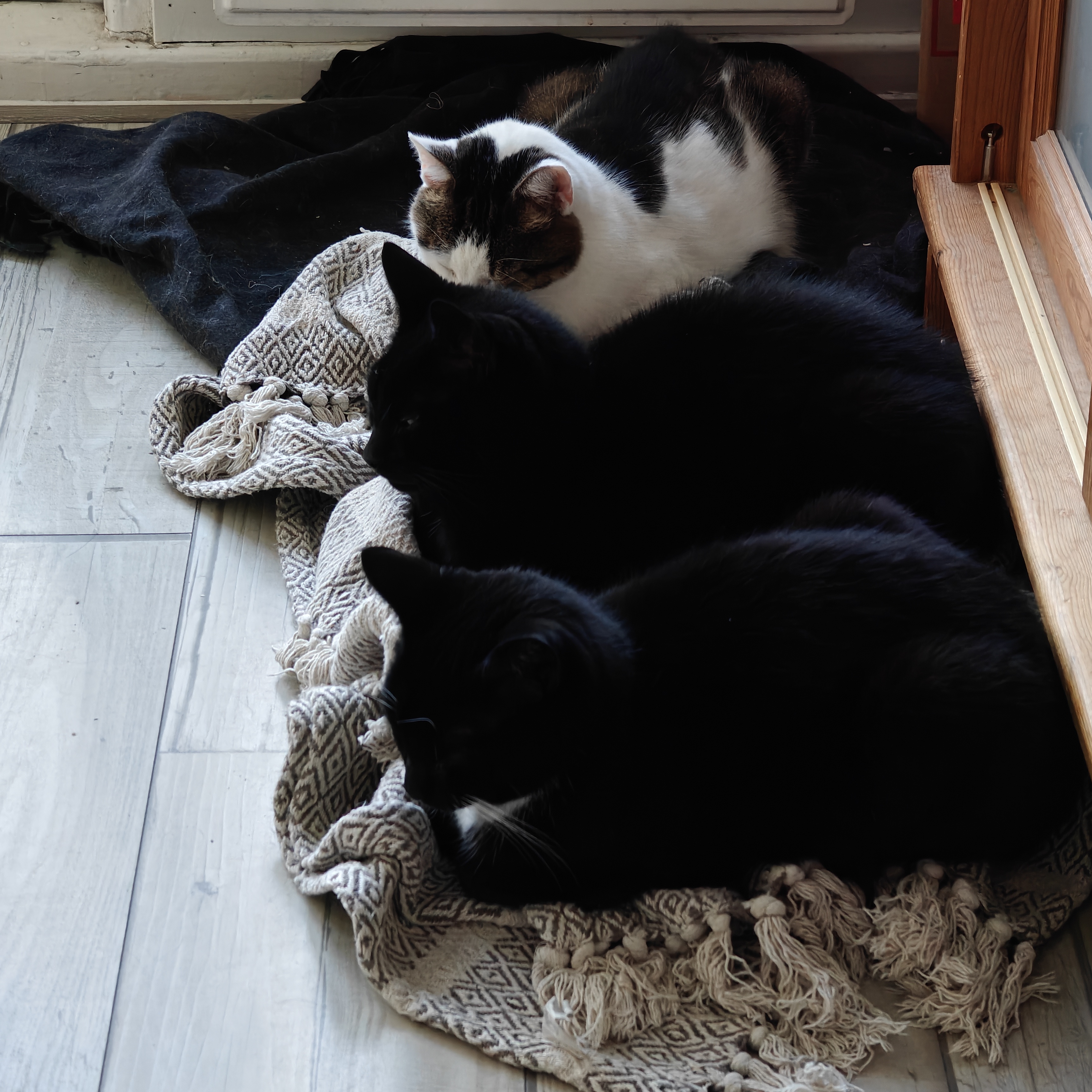 The Purr-fect Feline Friends