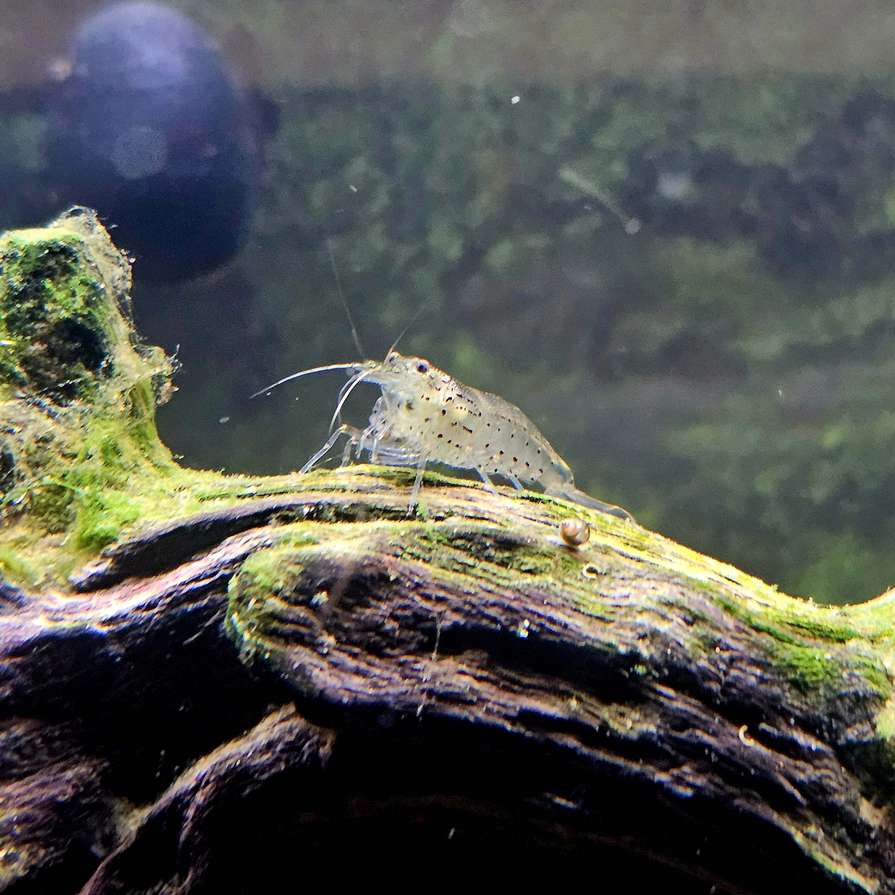 Deliciously Shrimp-tastic!